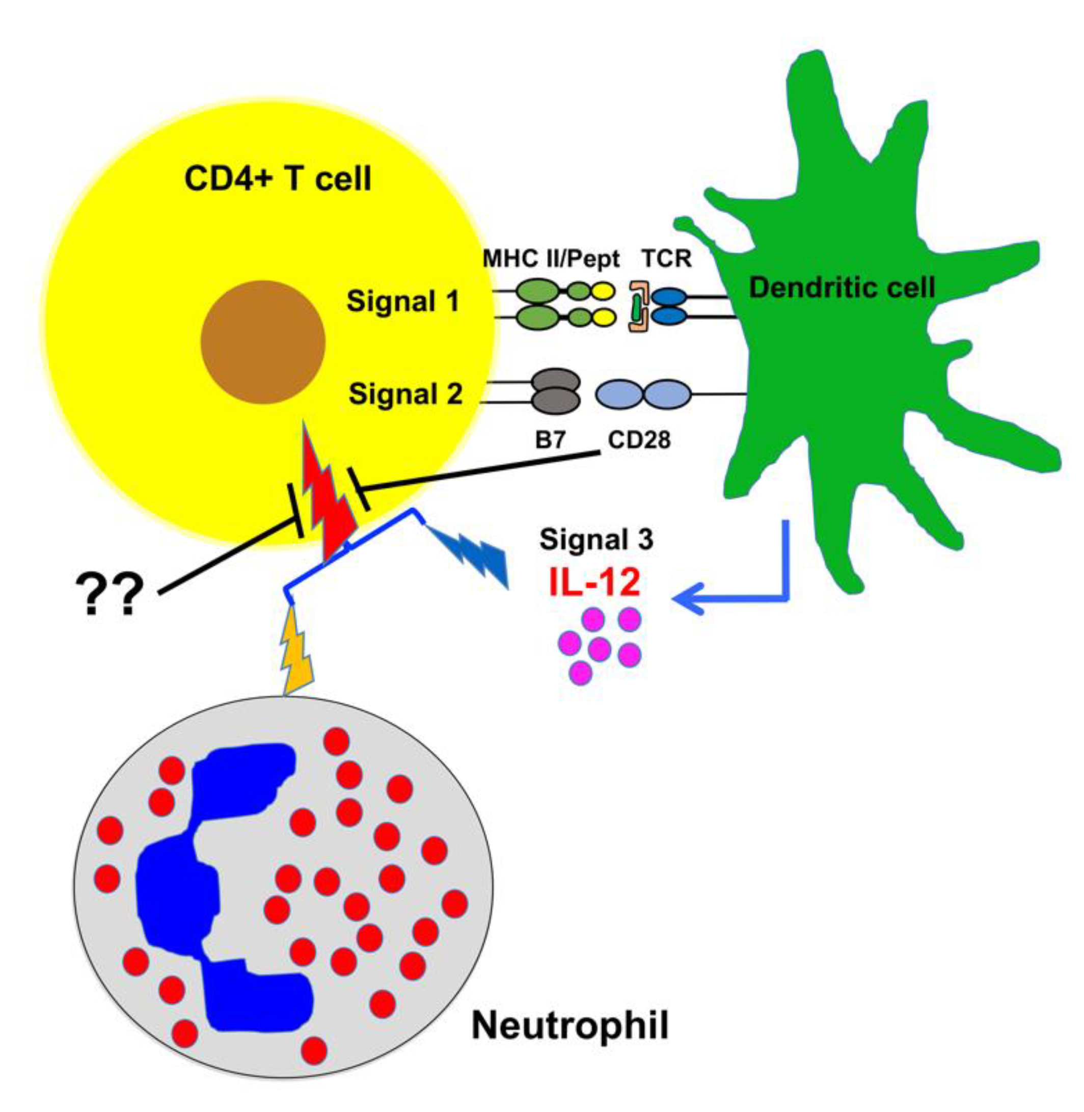 Synergistic Activation of Bovine CD4+ T Cells by Neutrophils