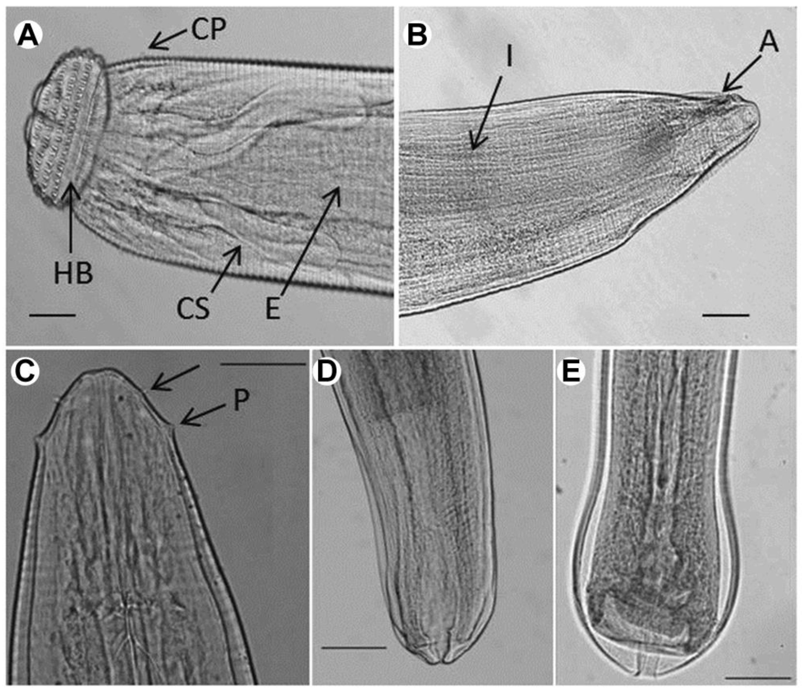 Pathogens 10 00711 g001