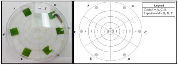 Pathogens 10 00713 g002