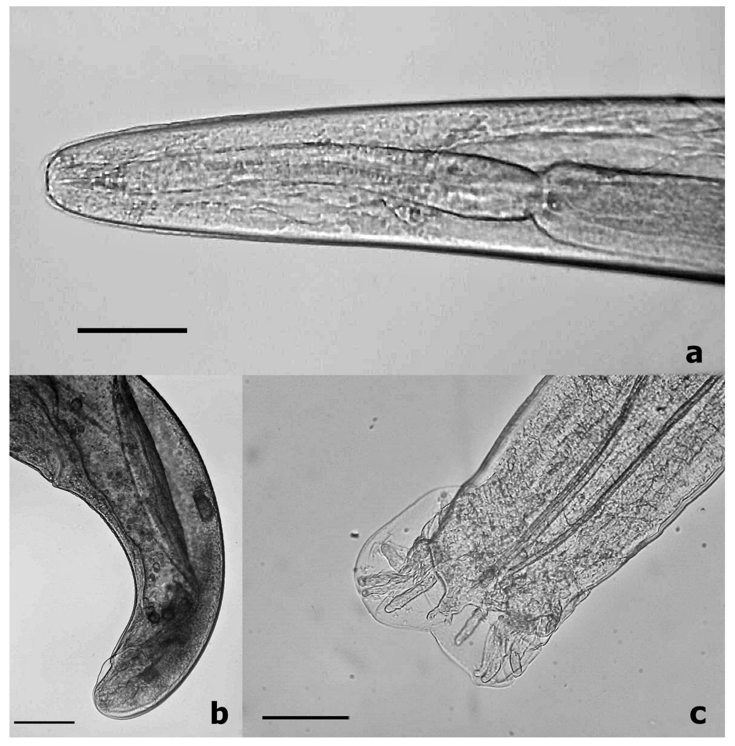 Pathogens 10 00715 g001 Pathogens 10 00715 g001
