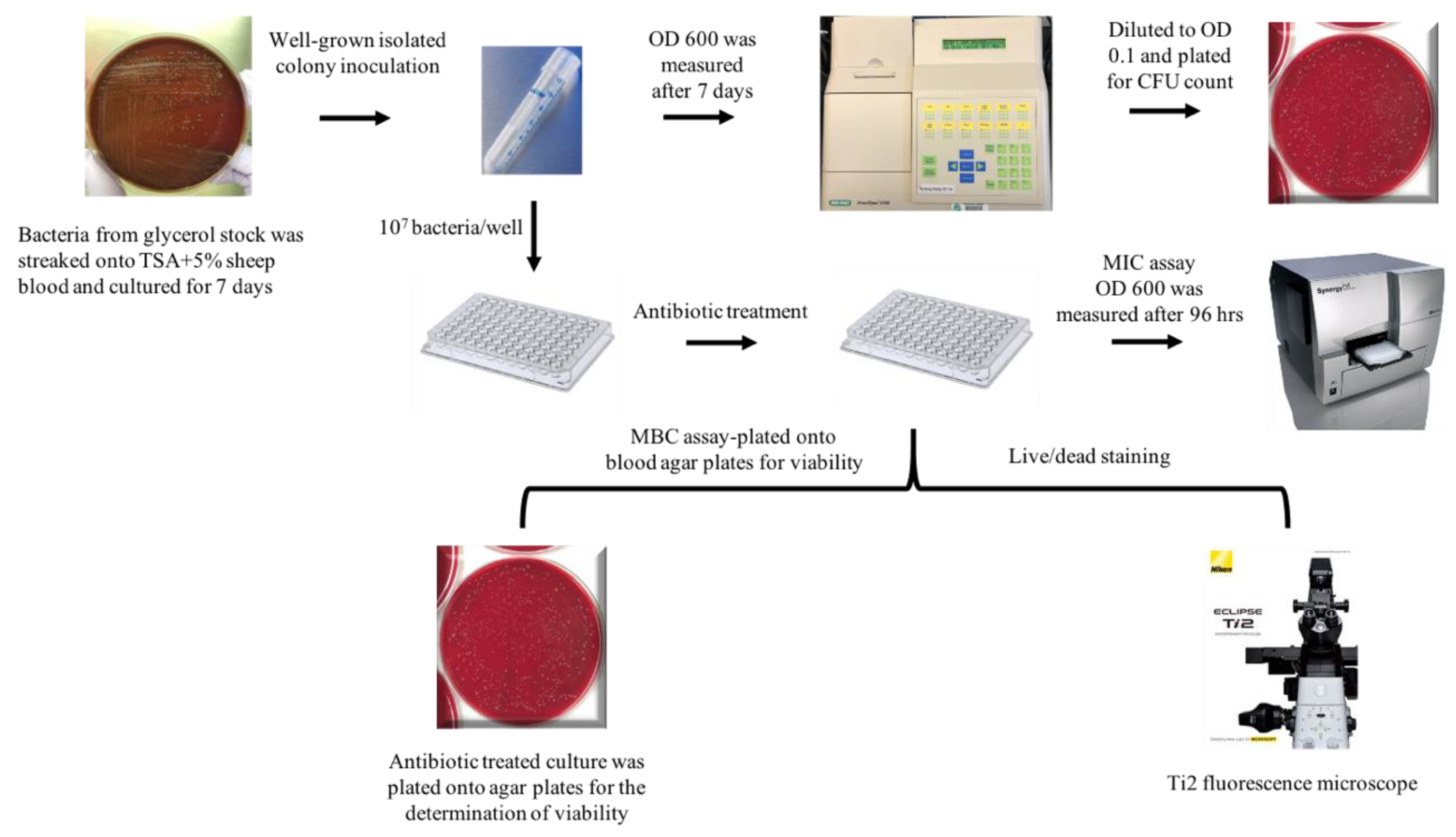 Antibiotic Susceptibility of Bartonella Grown in Different Culture Conditions