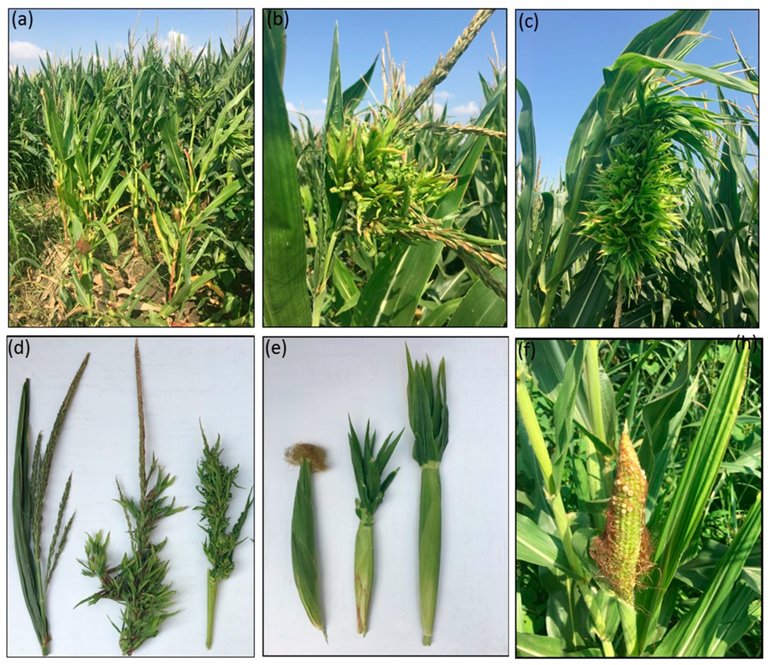 Pathogens 10 00723 g001