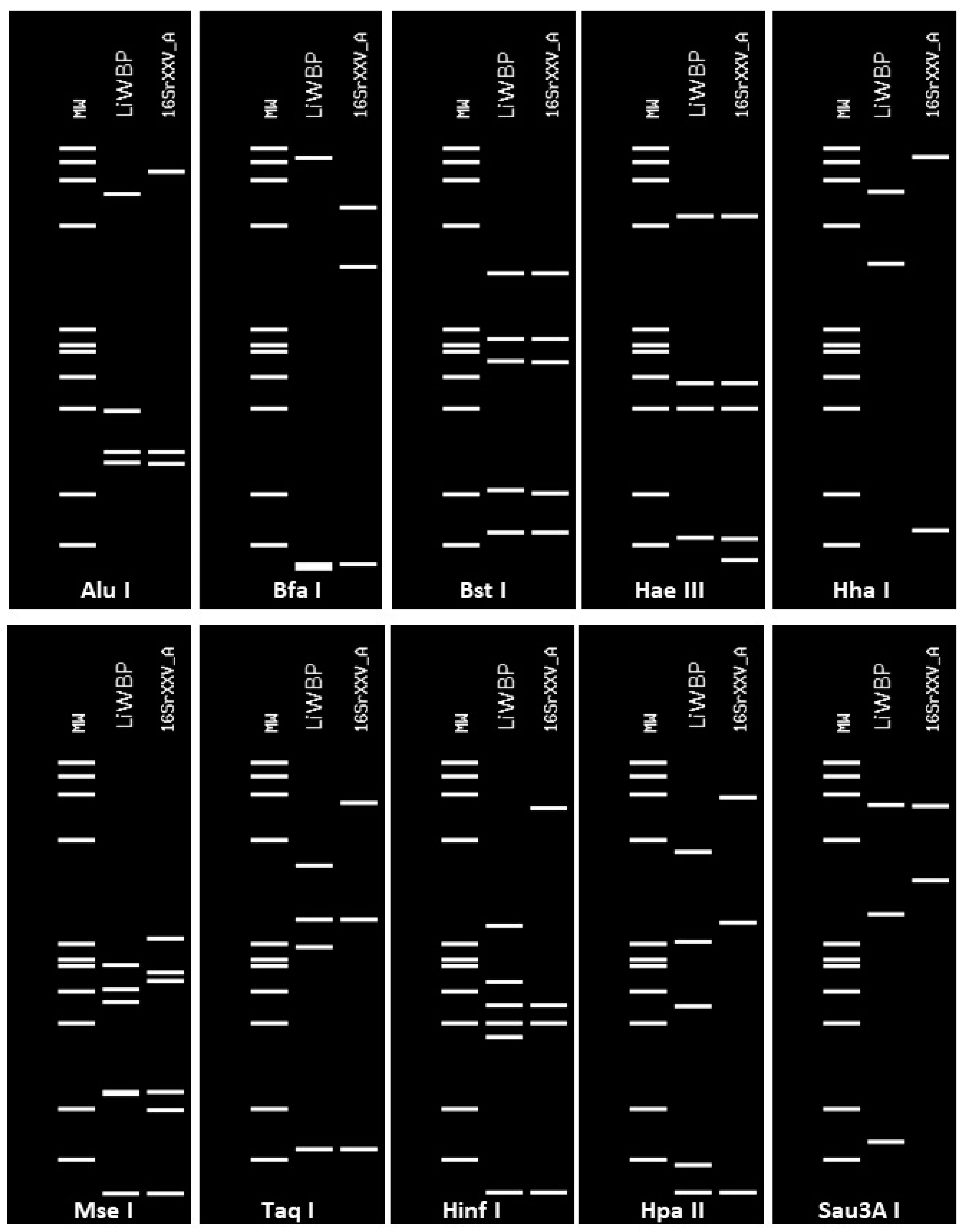 Pathogens 10 00723 g003