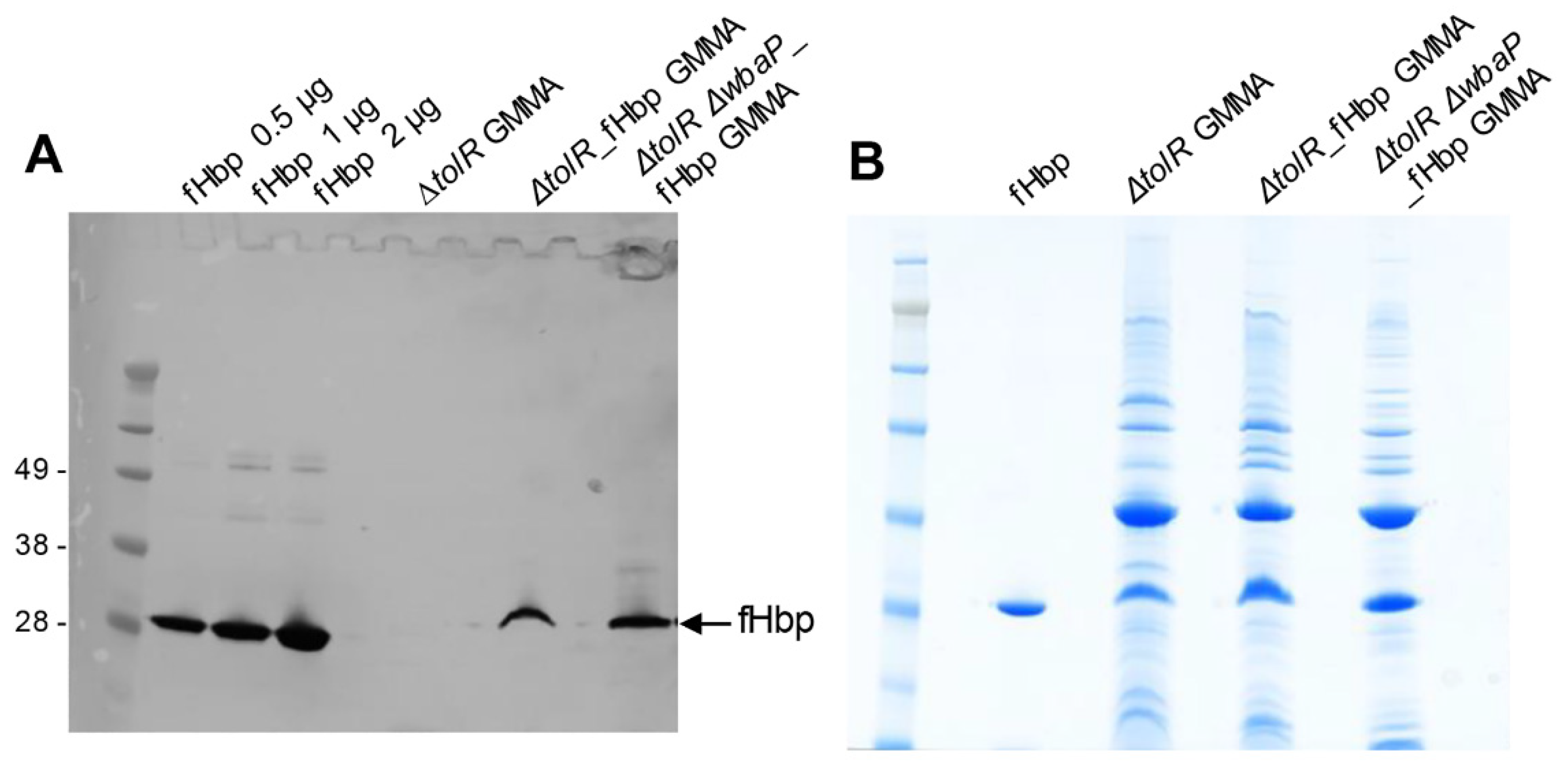 Pathogens 10 00726 g001