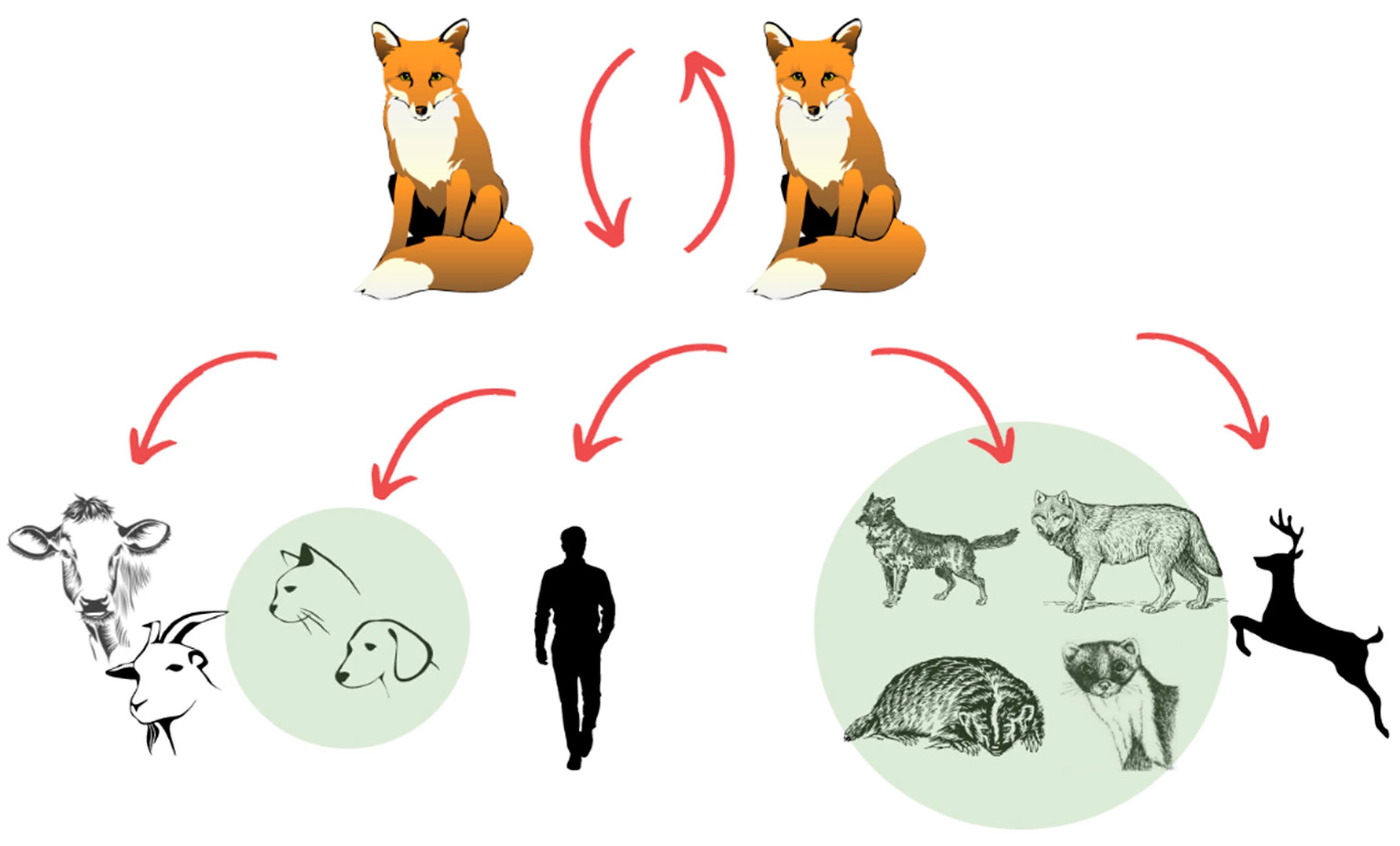 Pathogens | Free Full-Text | Current Status of Rabies and Its Eradication in Eastern and Southeastern Europe Pathogens | Free Full-Text | Current Status of Rabies and Its Eradication in Eastern and Southeastern Europe