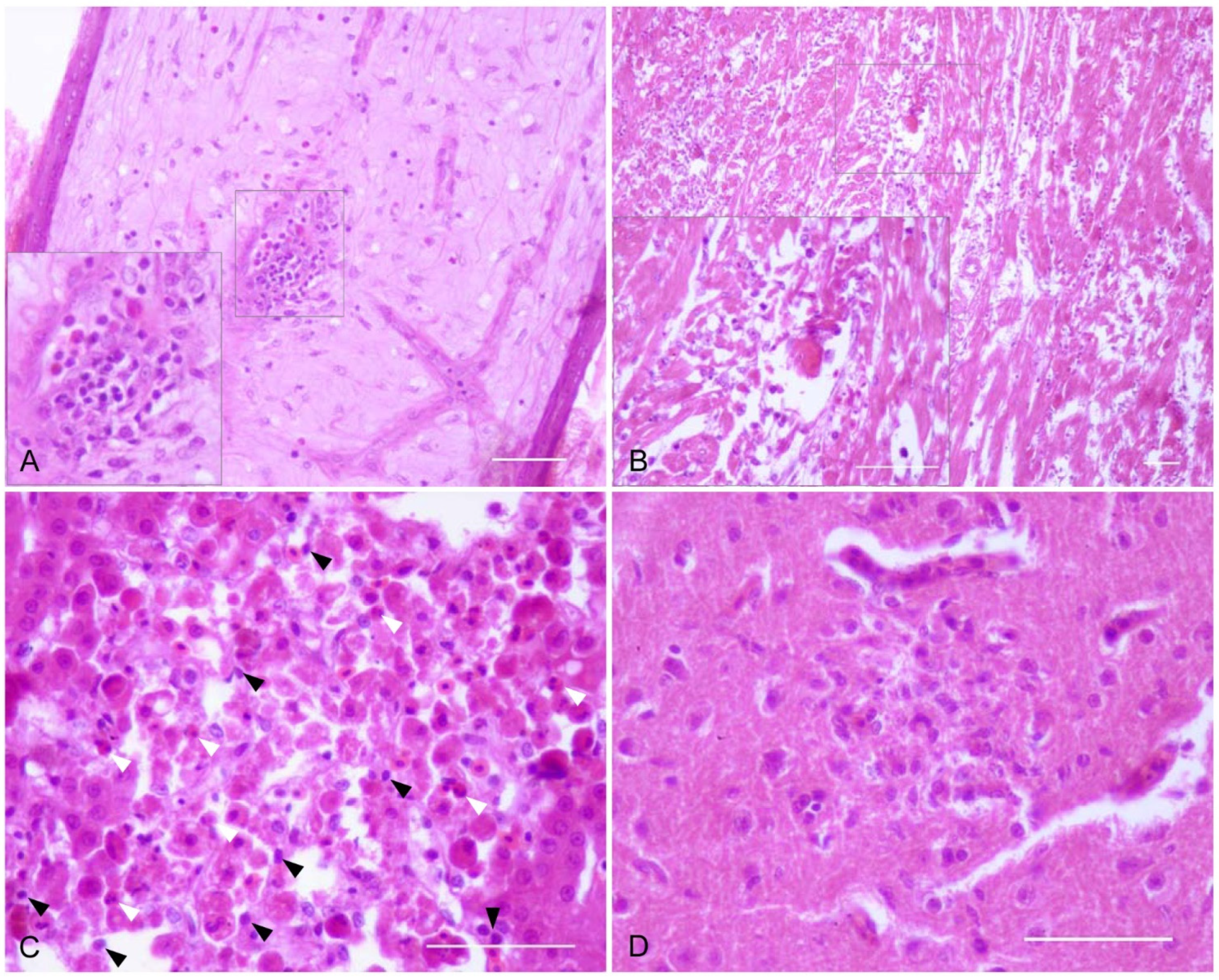 Pathogens 10 00748 g001 Pathogens 10 00748 g001