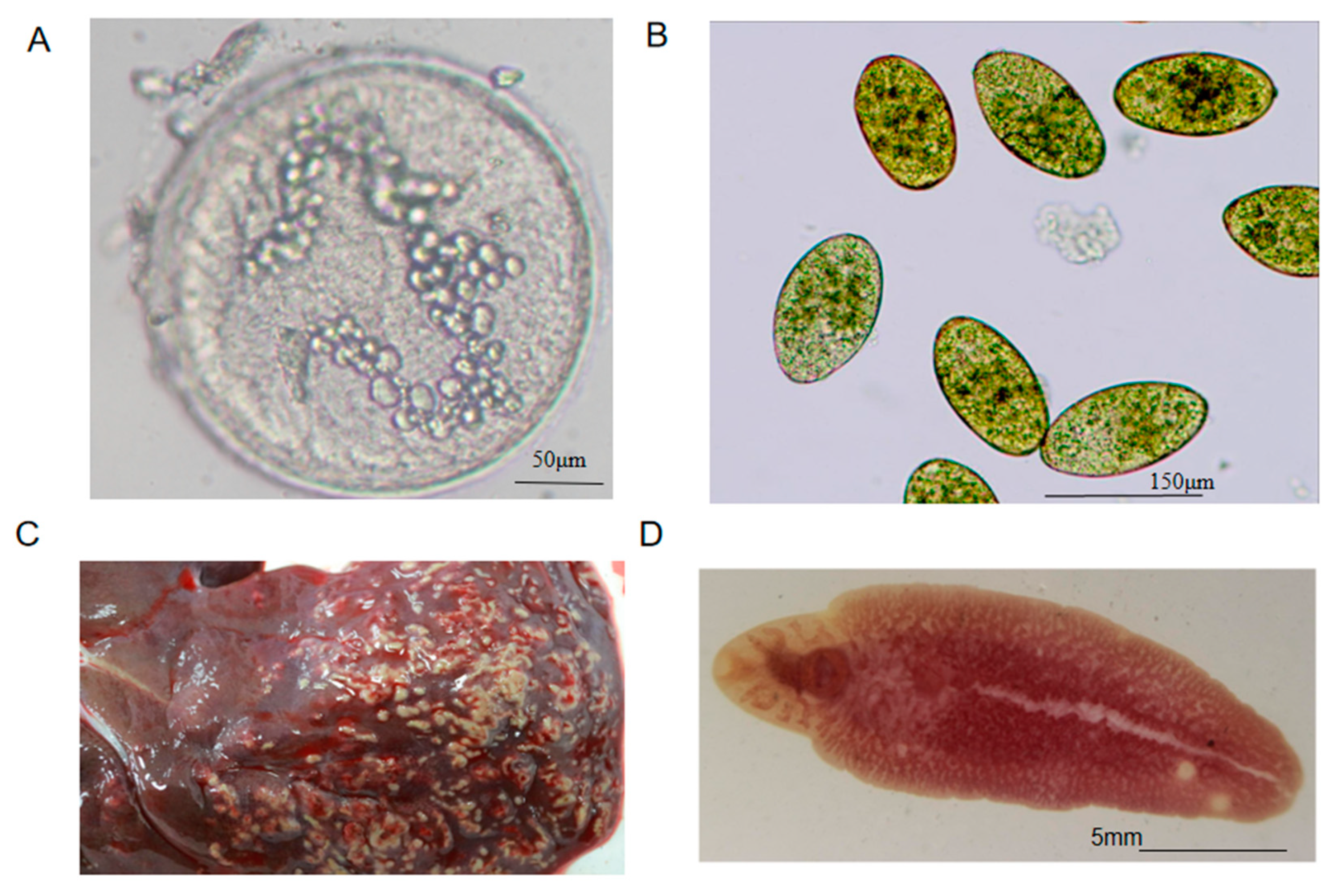 Pathogens 10 00749 g0a1 Pathogens 10 00749 g0a1