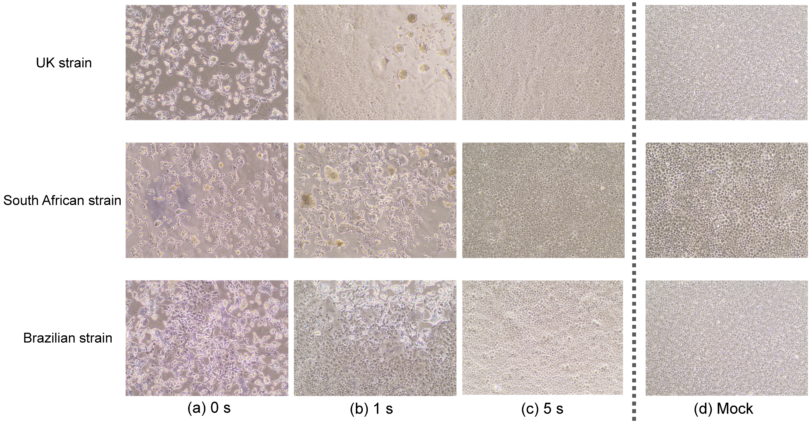 Pathogens 10 00754 g001