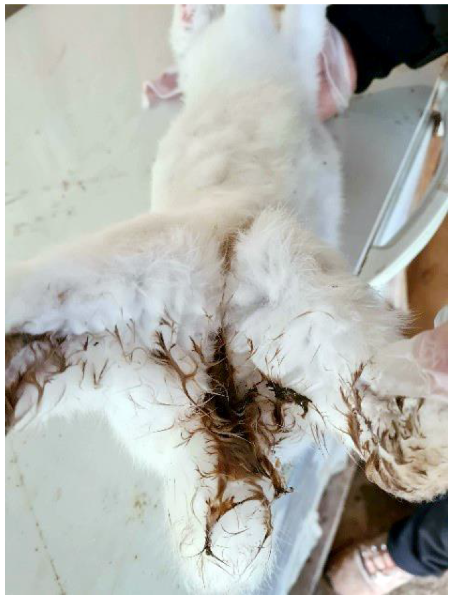 Pathogens | Free Full-Text | Deaths Due to Mixed Infections with Passalurus Eimeria spp. and Cyniclomyces guttulatus in an Industrial Rabbit Farm in Greece