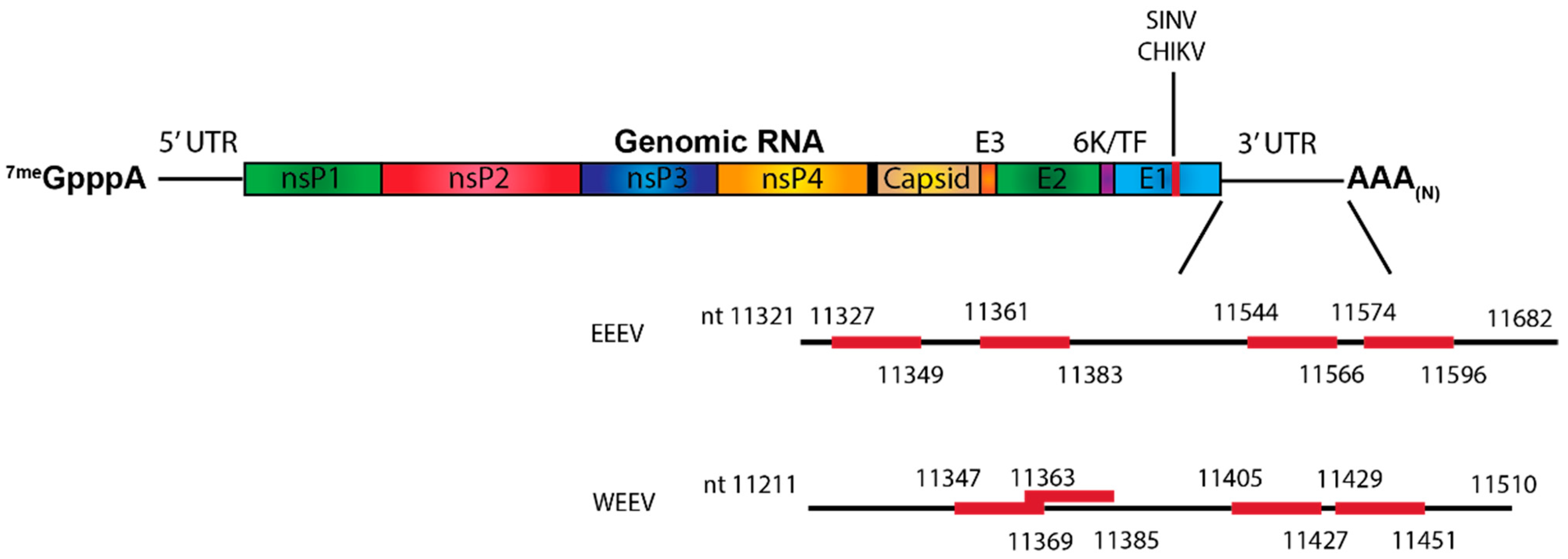 Pathogens 10 00771 g005 Pathogens 10 00771 g005