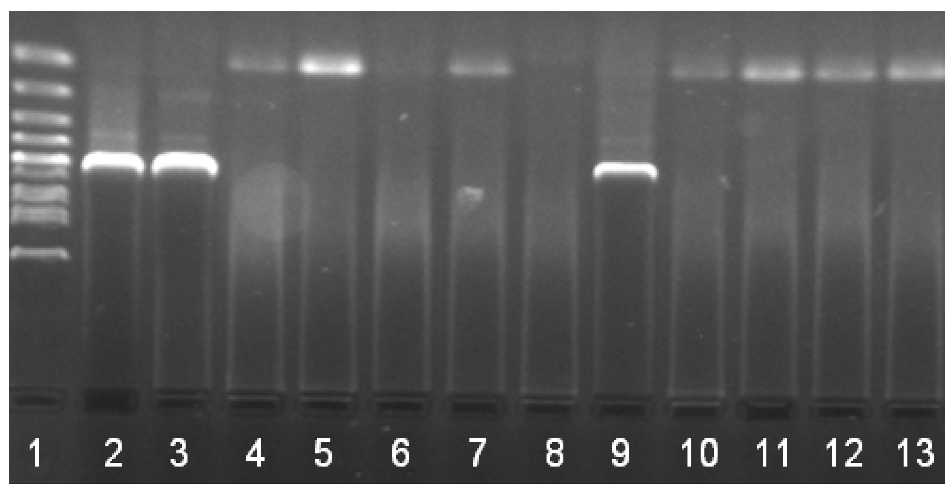 Pathogens 10 00777 g002 Pathogens 10 00777 g002