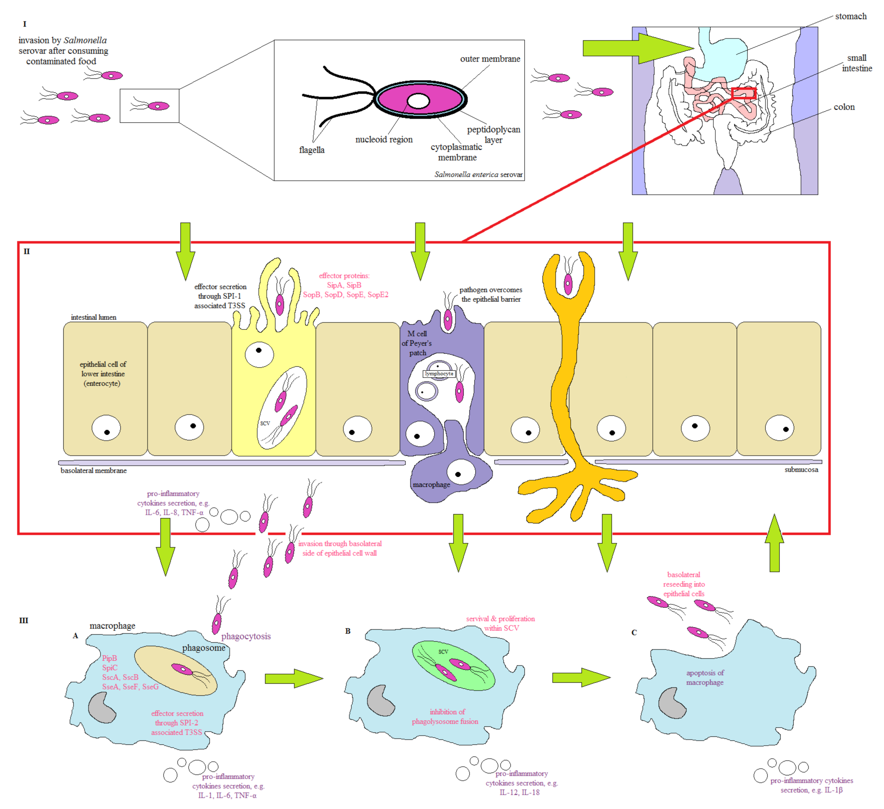Pathogens 10 00801 g002 Pathogens 10 00801 g002