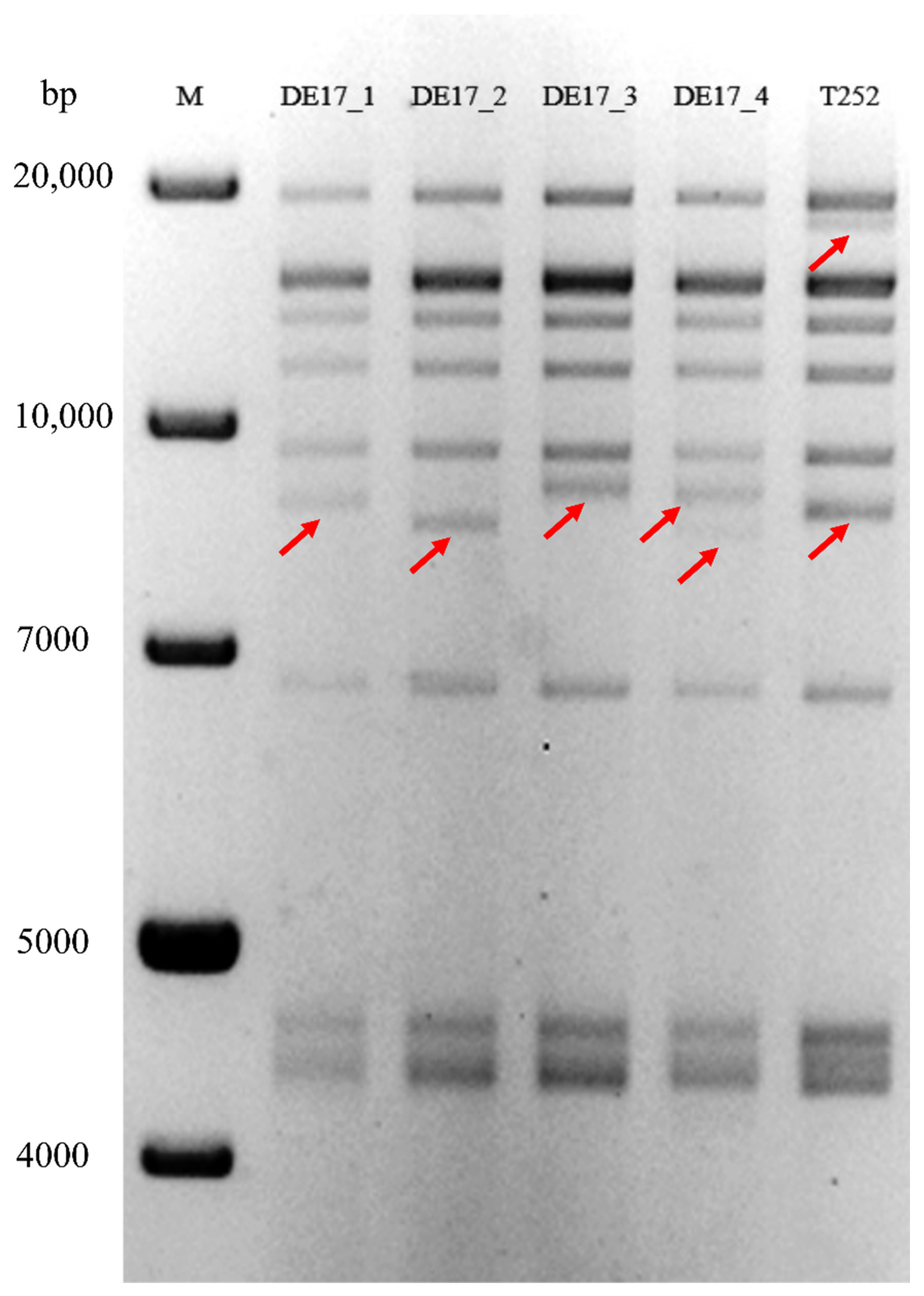Pathogens 10 00810 g005