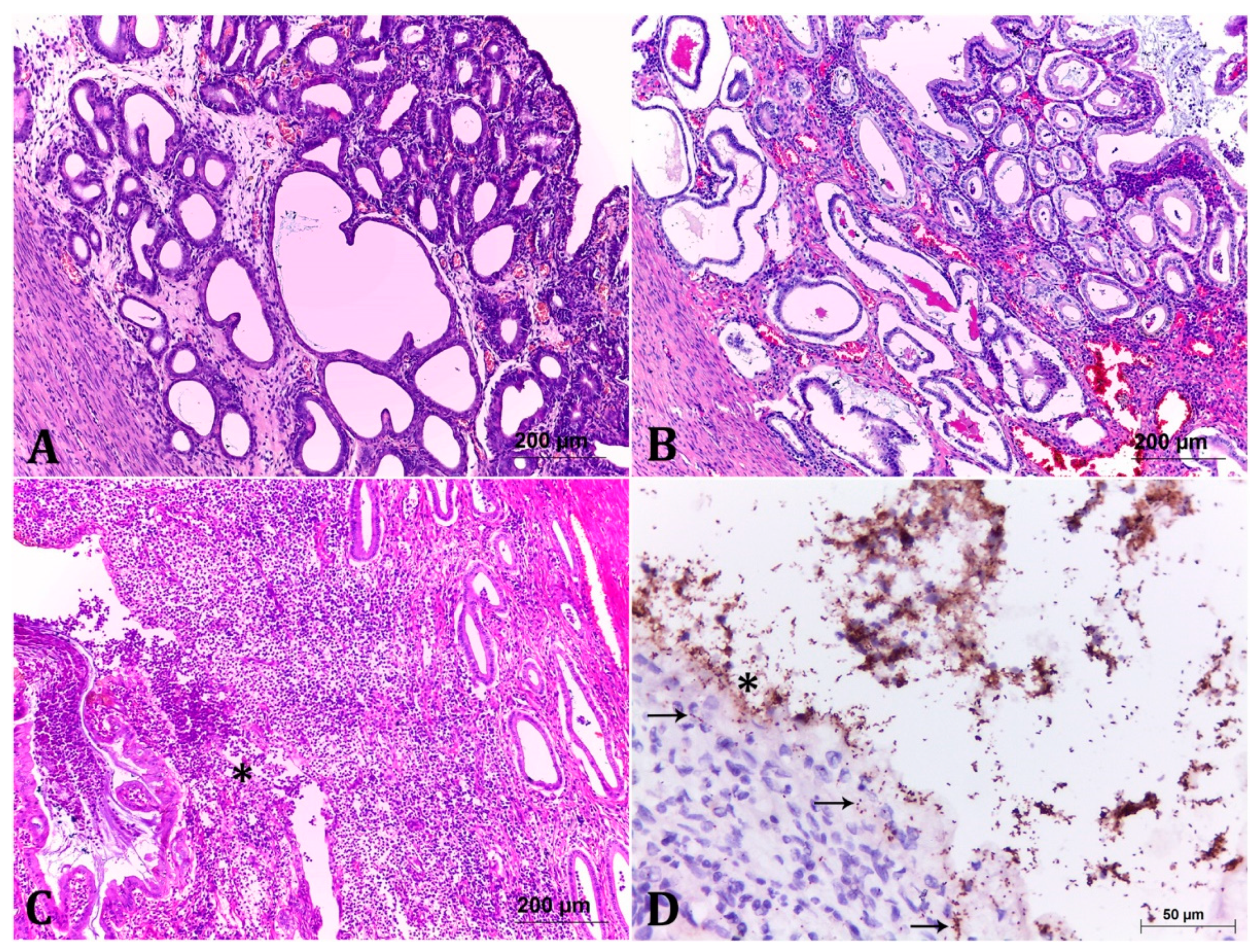 Pathogens | Free Full-Text | Pet Pyometra: Correlating Bacteria Pathogenicity to Endometrial Histological Changes Pathogens | Free Full-Text | Pet Pyometra: Correlating Bacteria Pathogenicity to Endometrial Histological Changes