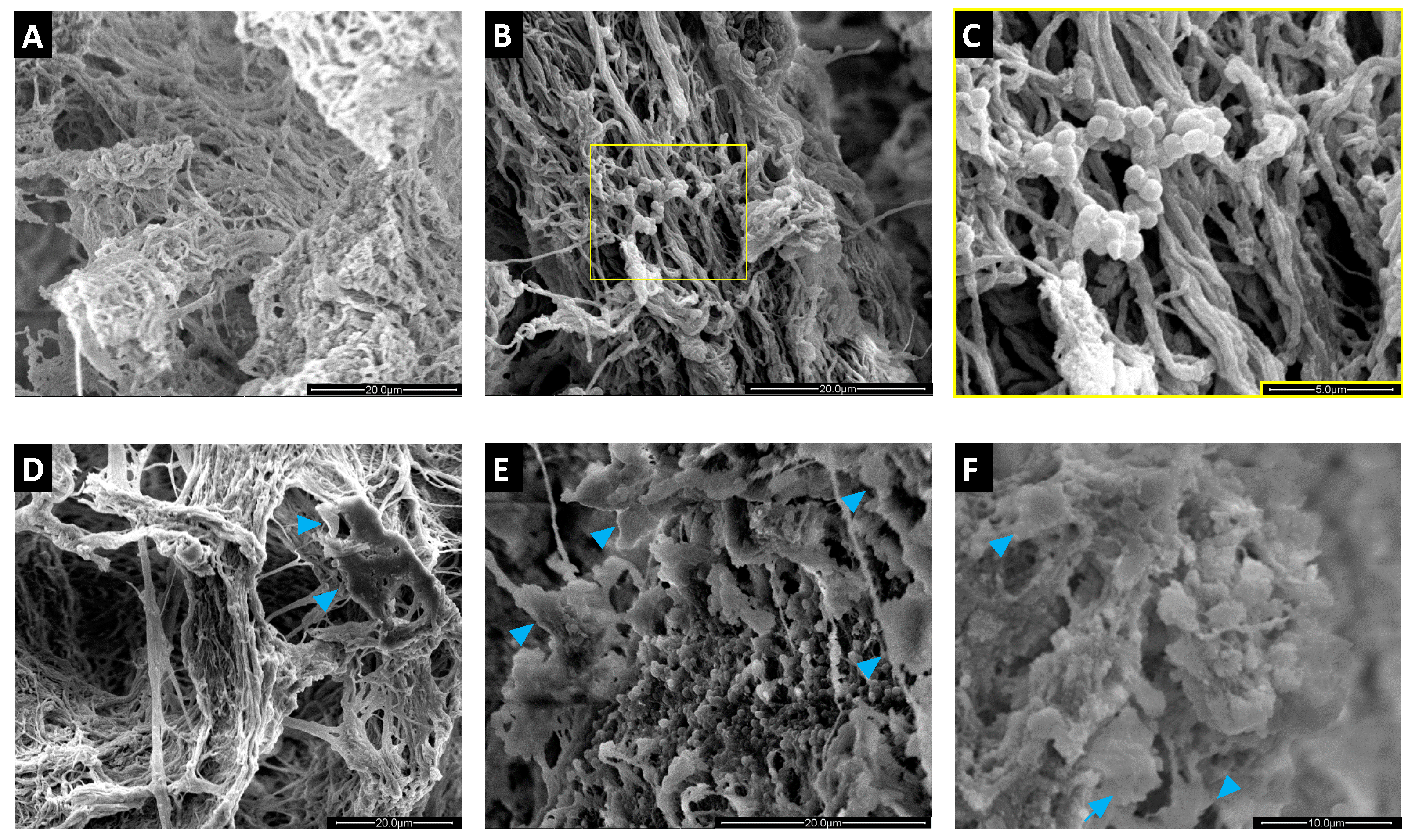 Pathogens 10 00837 g005 550