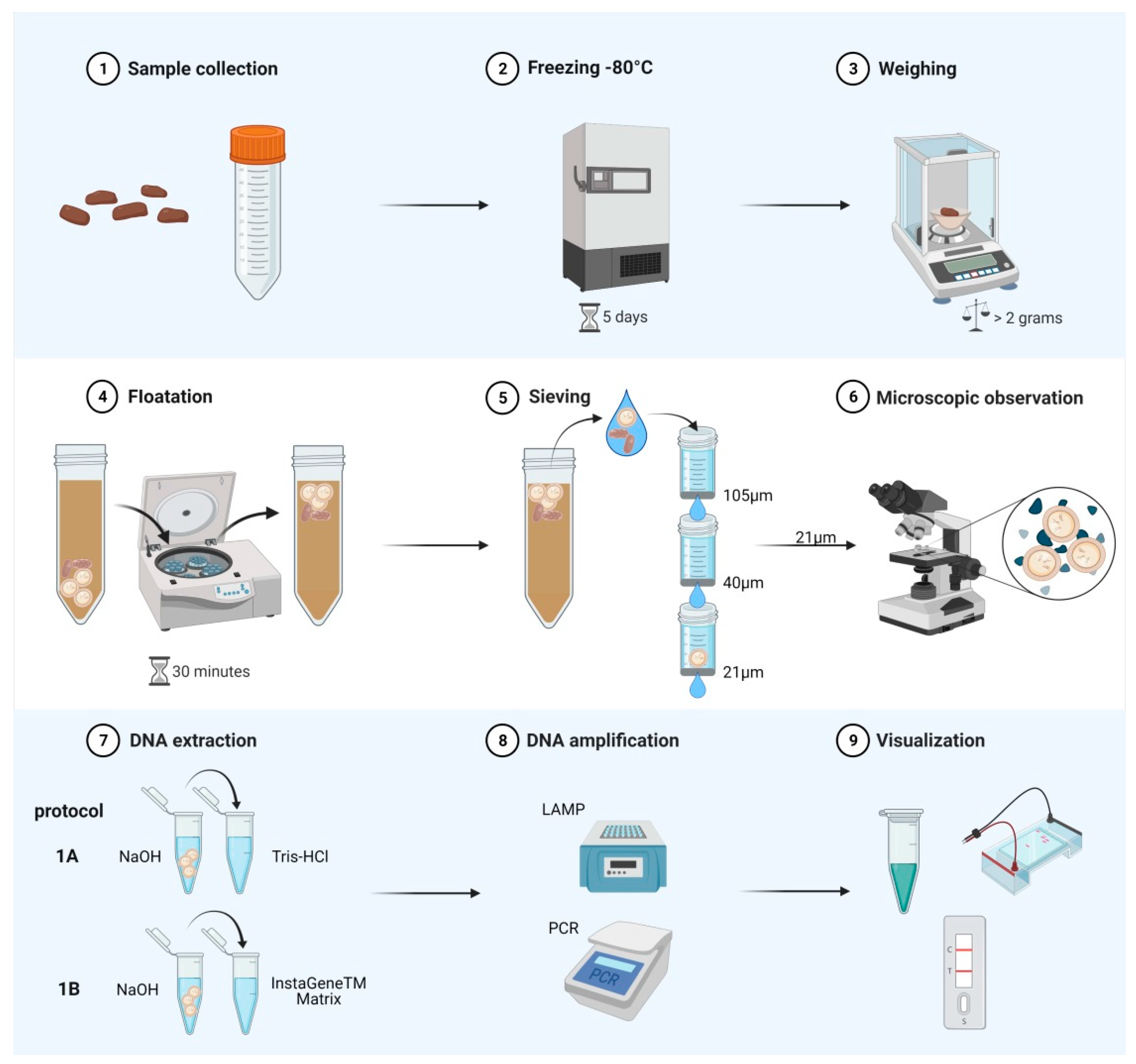LAMP Assay for the Detection of Echinococcus multilocularis Eggs Isolated from Canine Faeces by a Cost-Effective NaOH-Based DNA Extraction Method