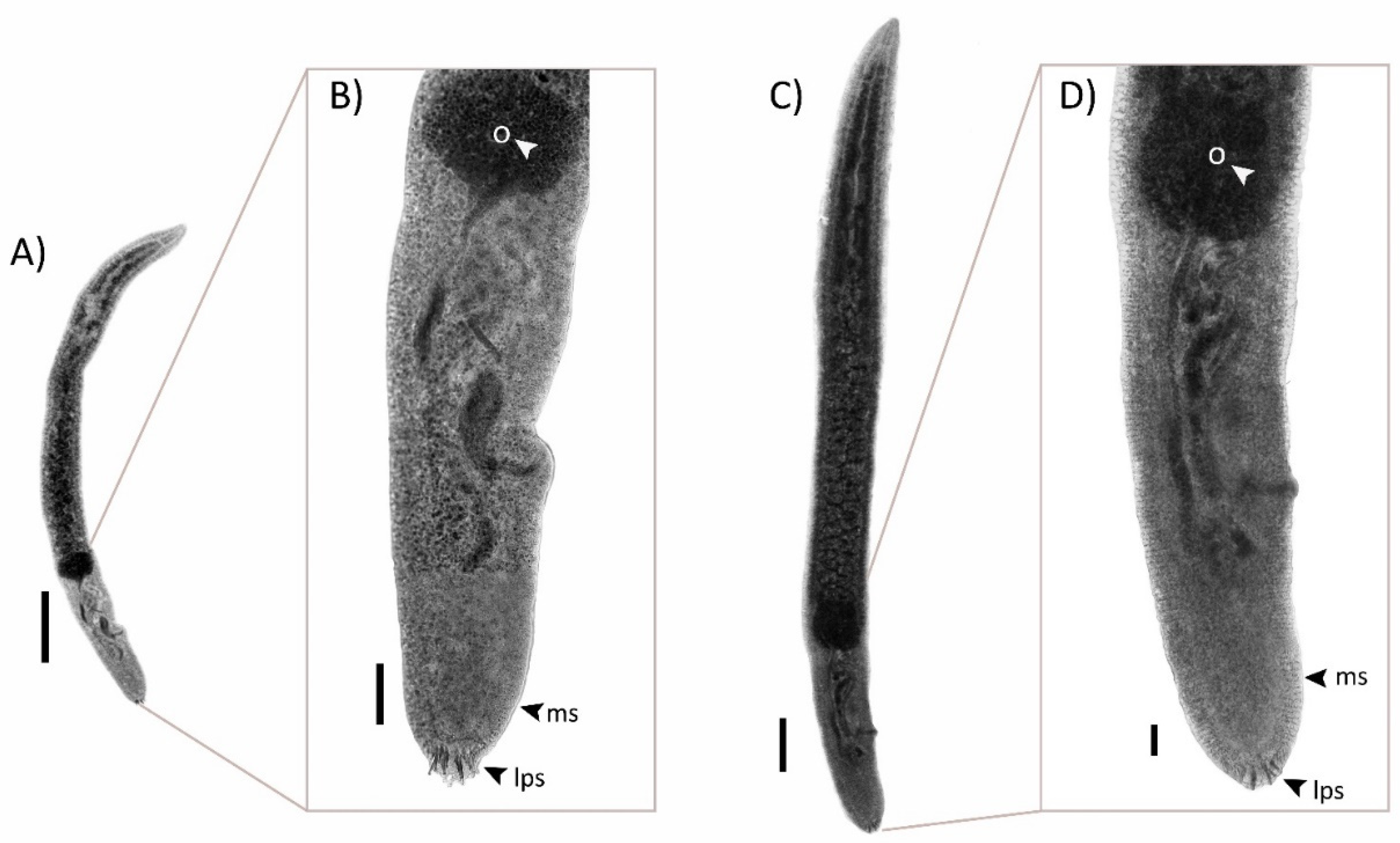 Pathogens 10 00849 g001