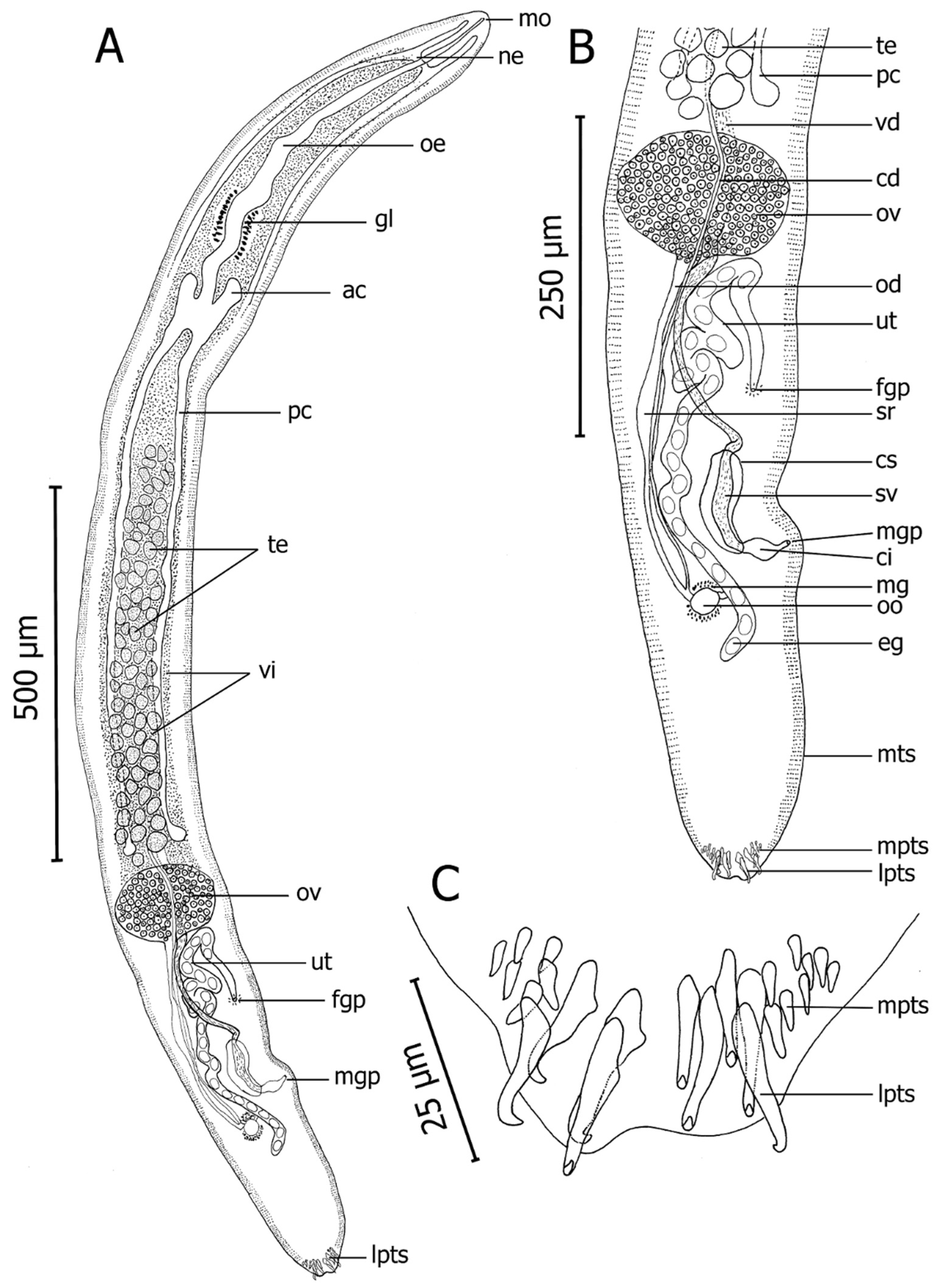 Pathogens 10 00849 g004