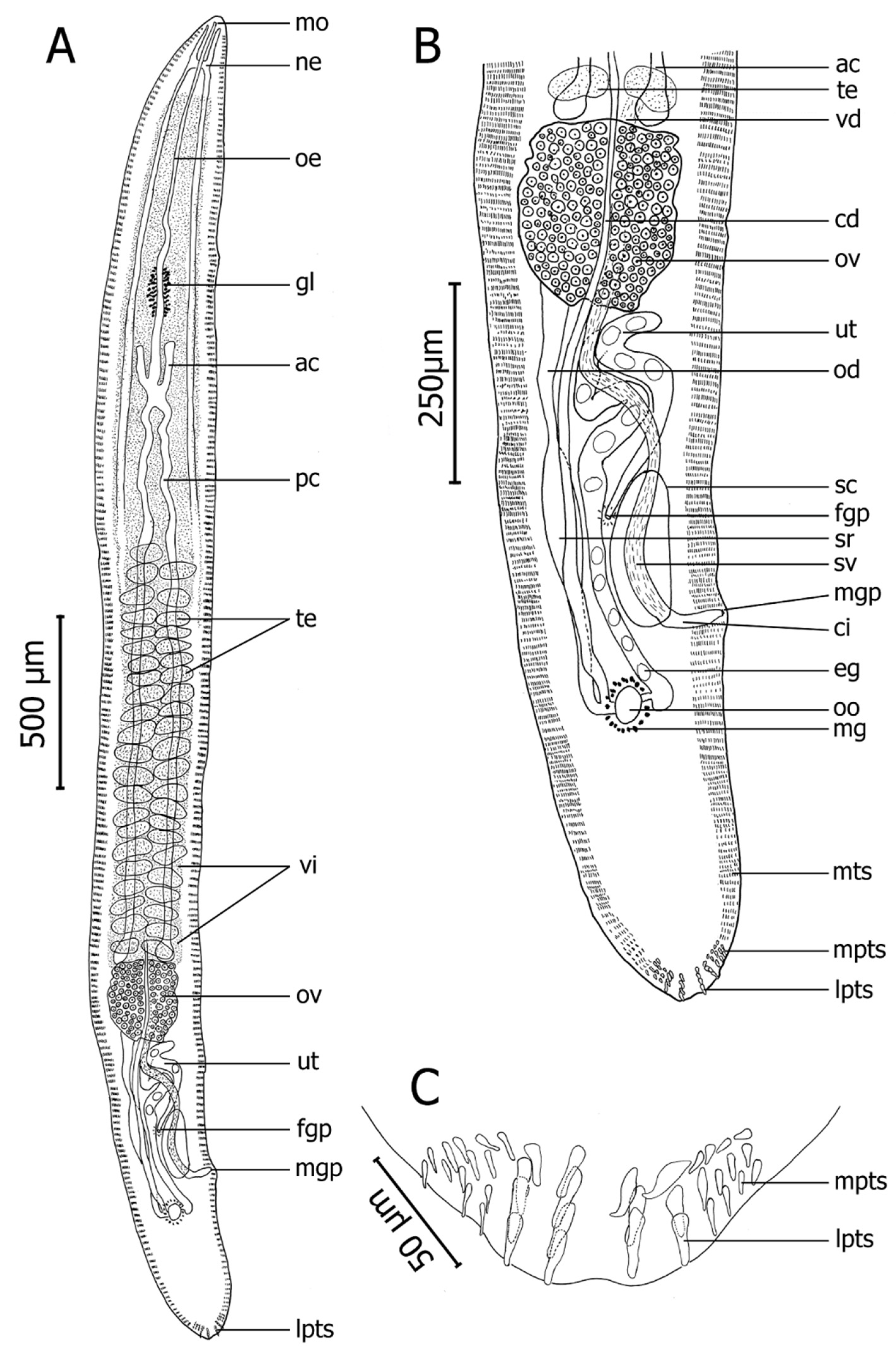 Pathogens 10 00849 g005