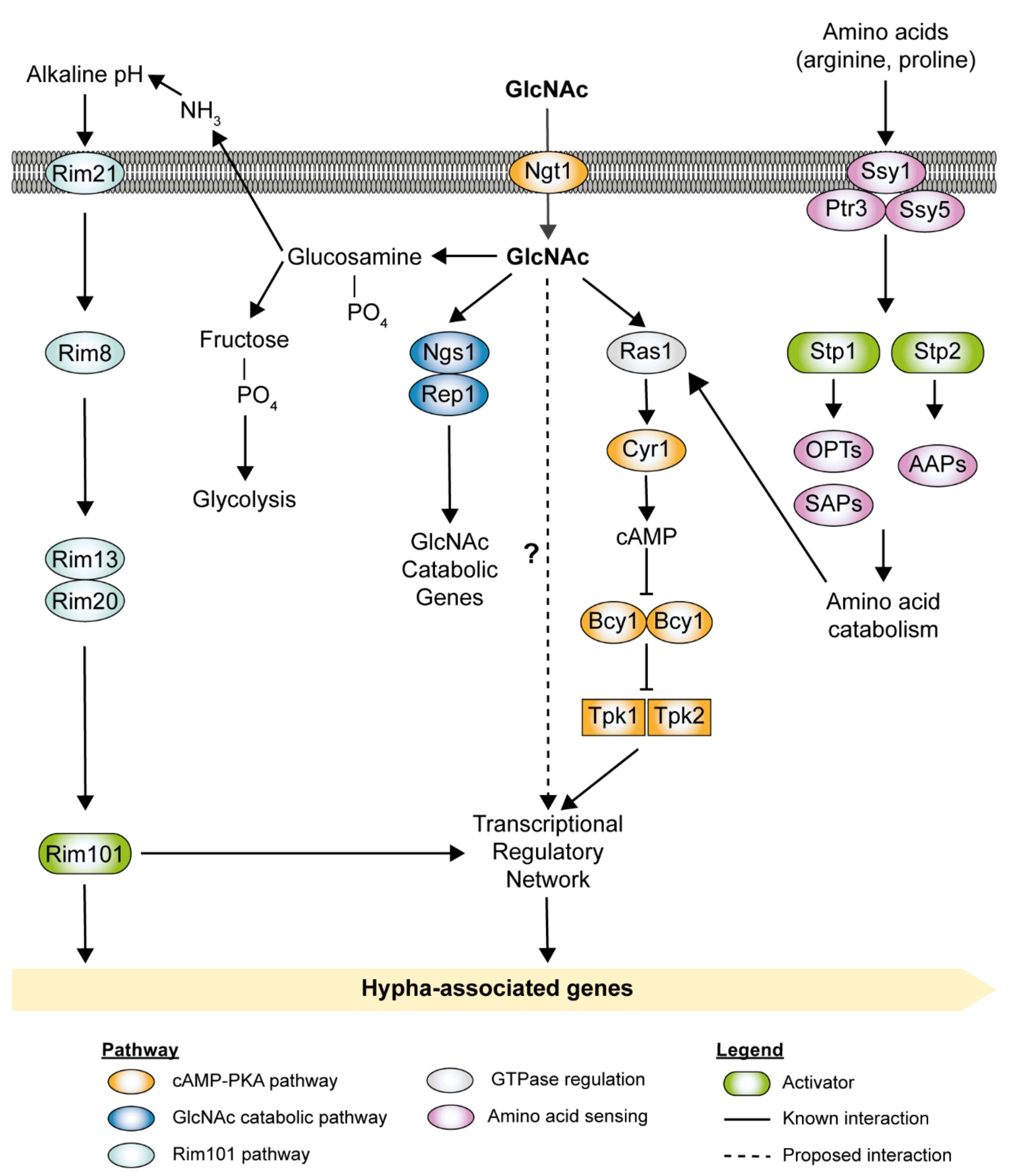 Pathogens 10 00859 g002