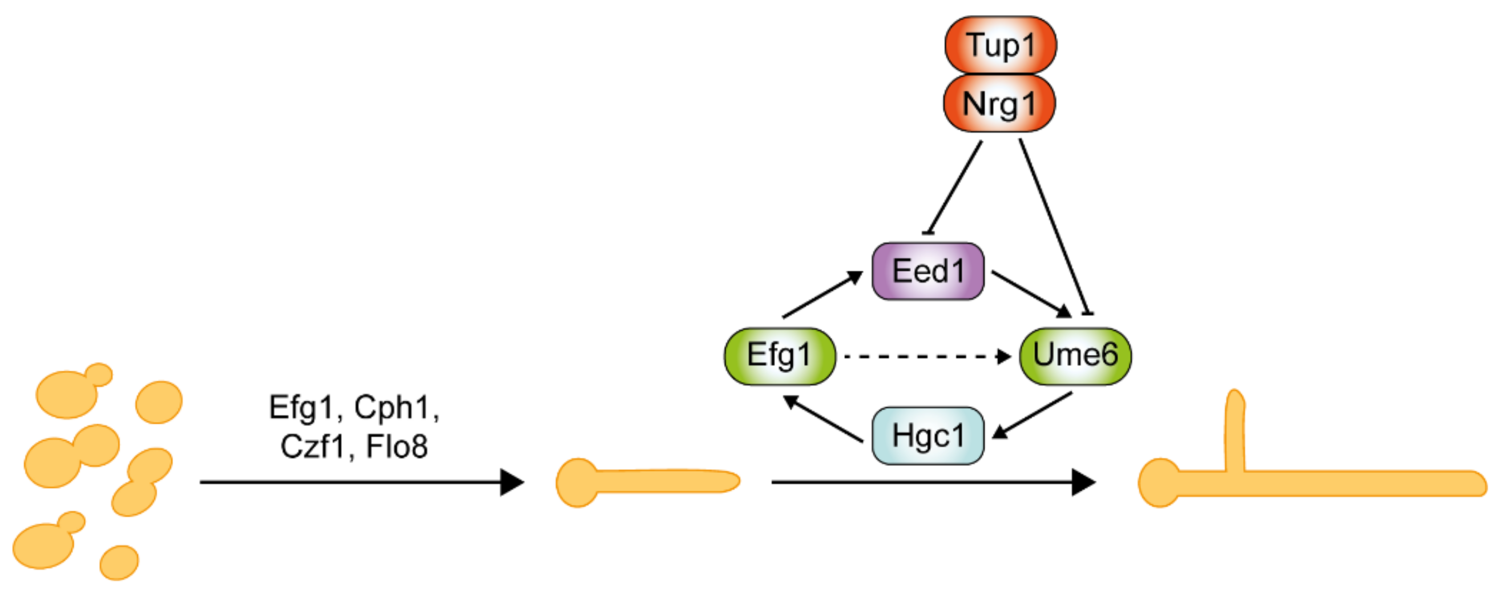 Pathogens 10 00859 g004