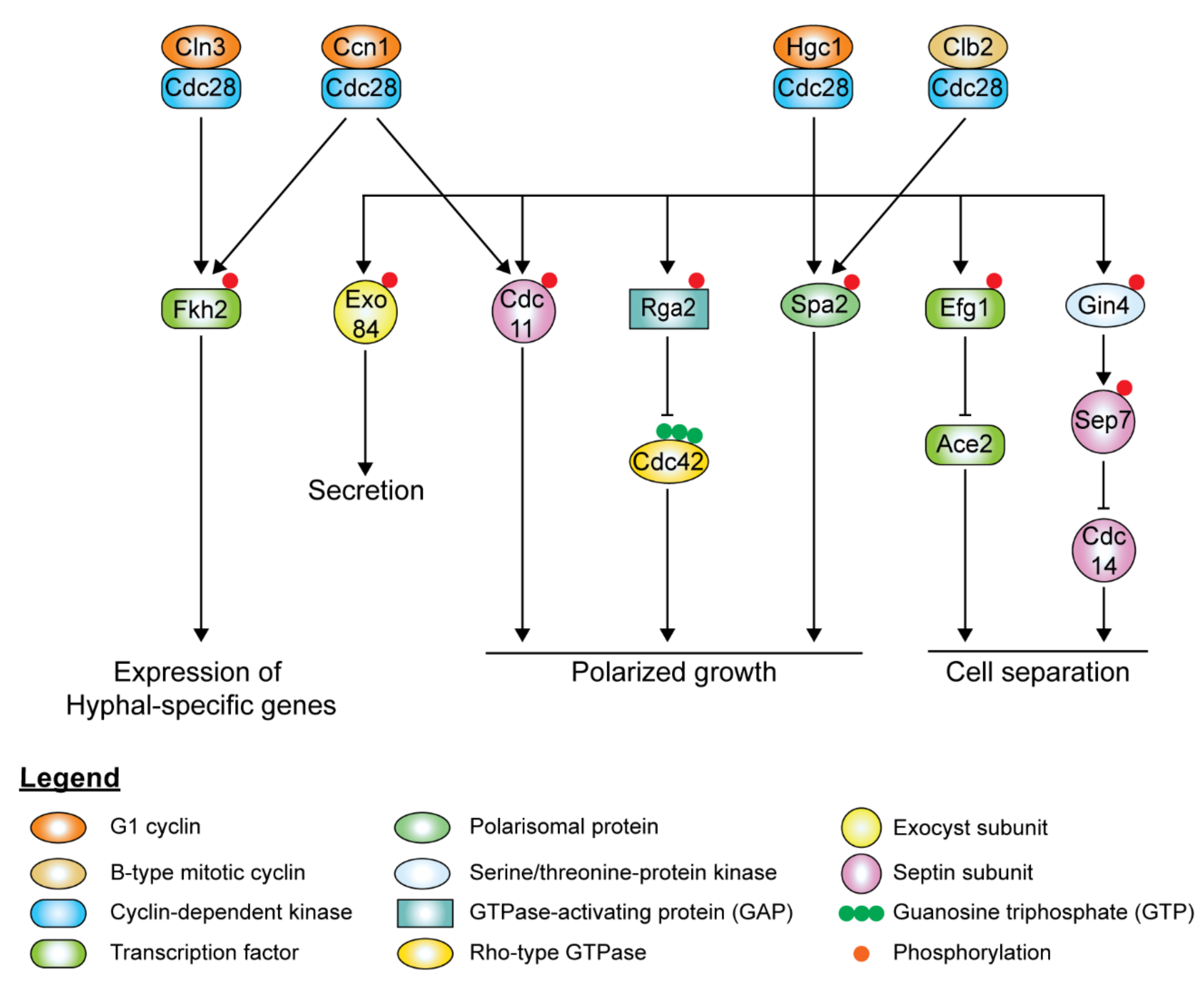 Pathogens 10 00859 g006