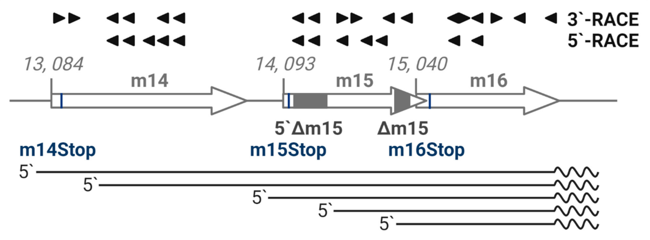 Pathogens 10 00866 g003 Pathogens 10 00866 g003