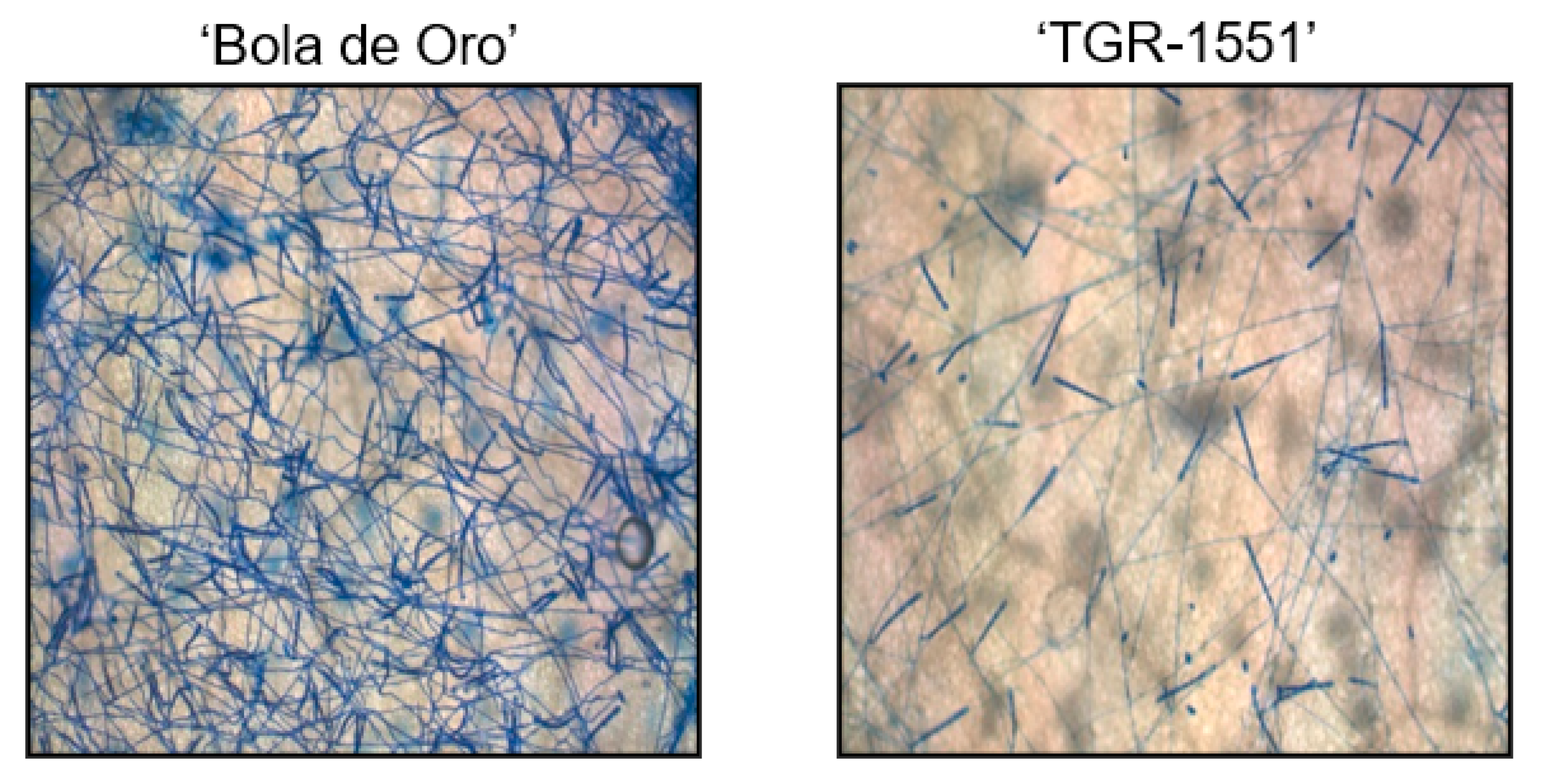 Pathogens 10 00873 g007 550