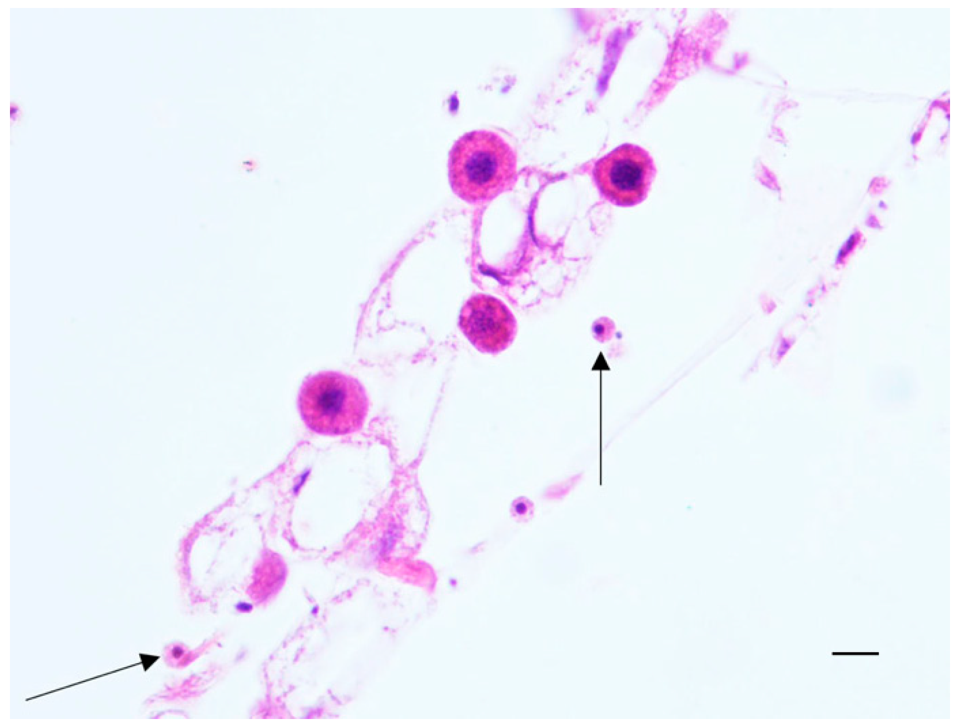 Pathogens 10 00874 g003 550