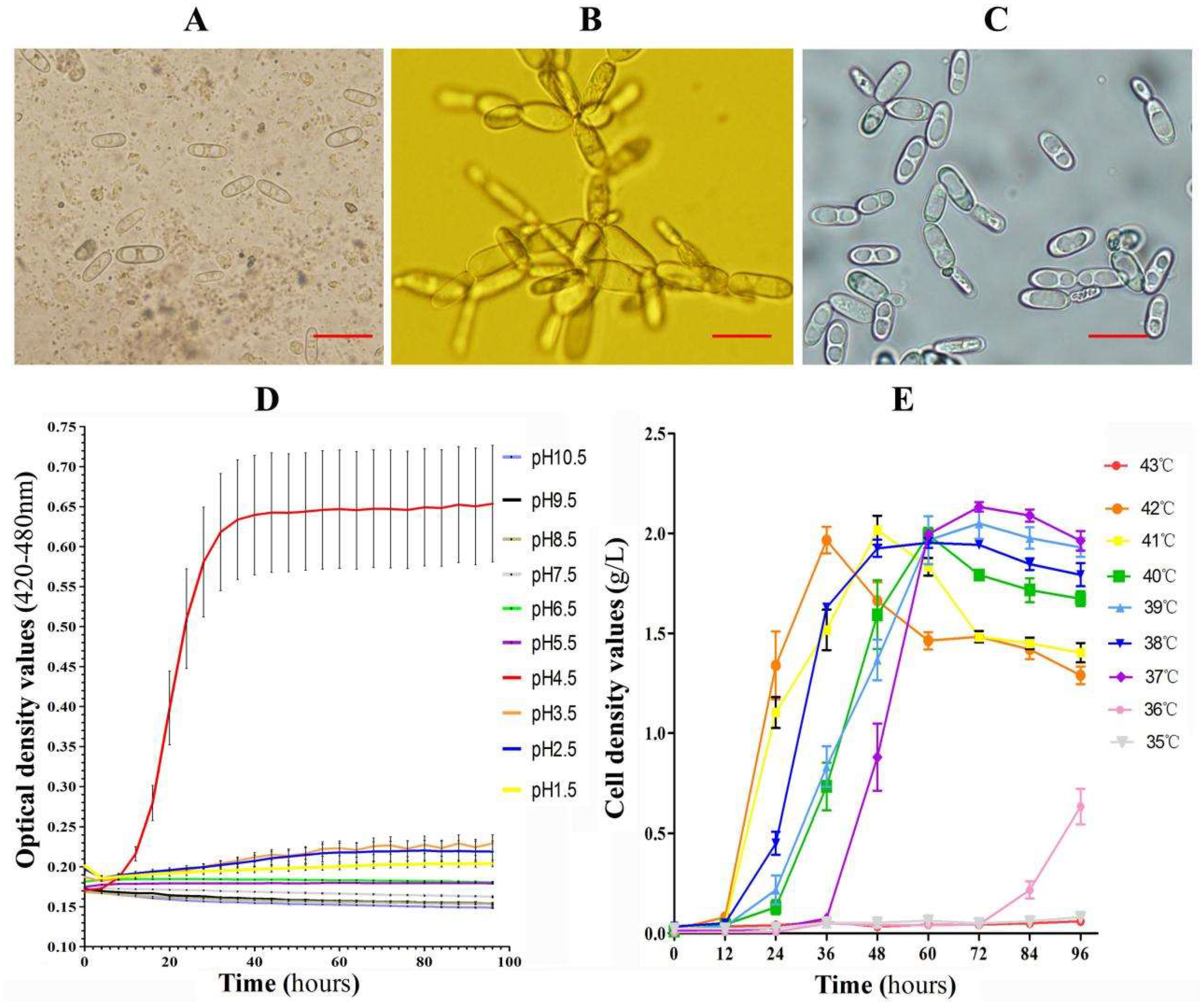An Investigation of the Relationship between Cyniclomyces