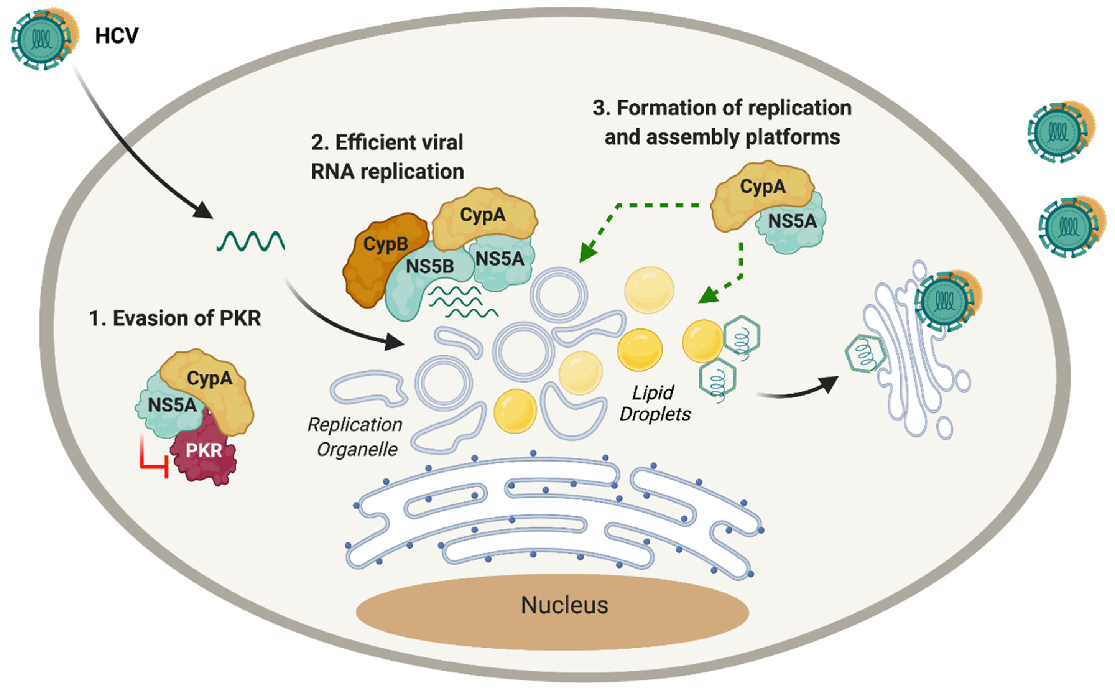 Pathogens 10 00902 g003