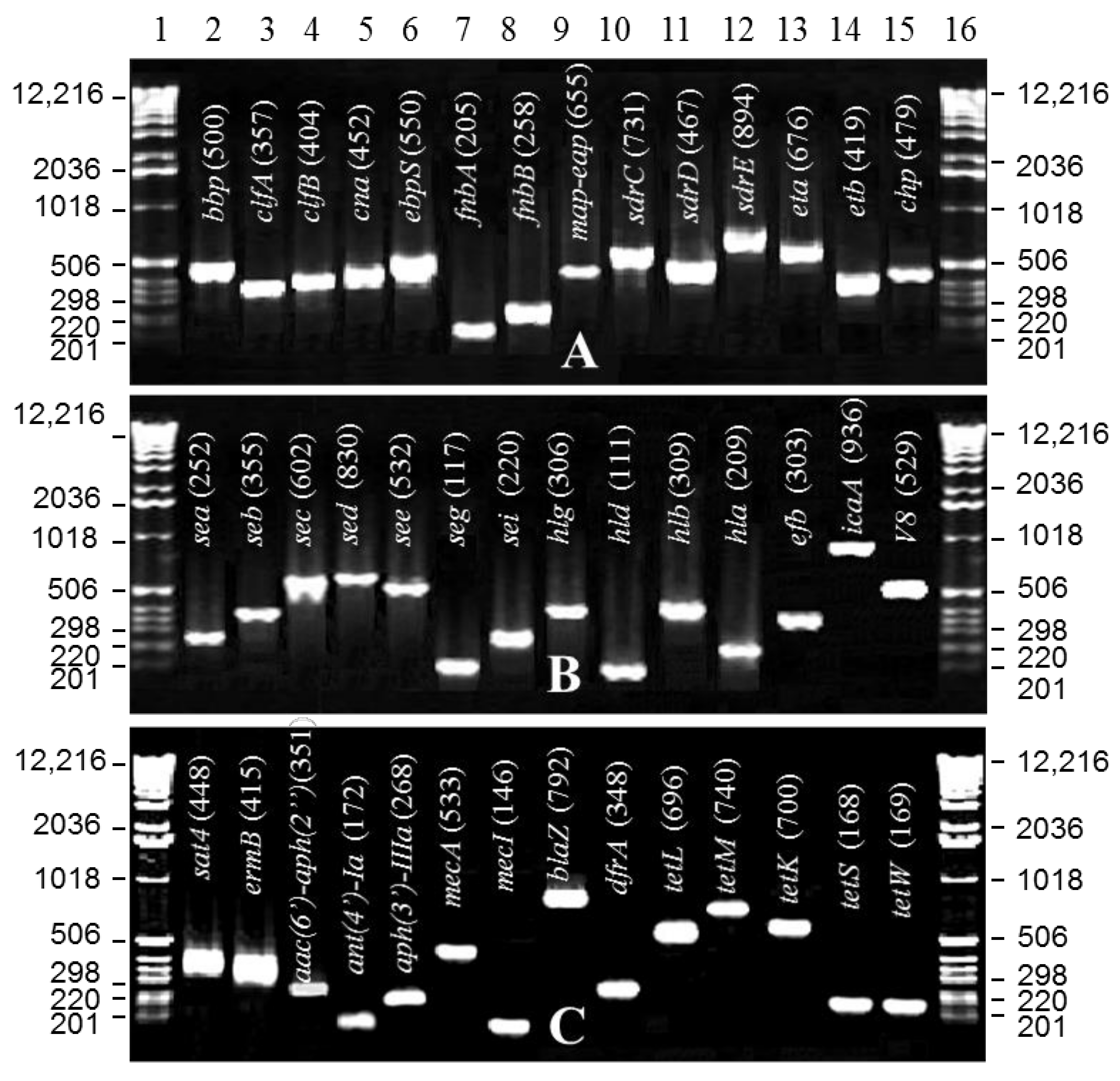 Pathogens 10 00918 g001