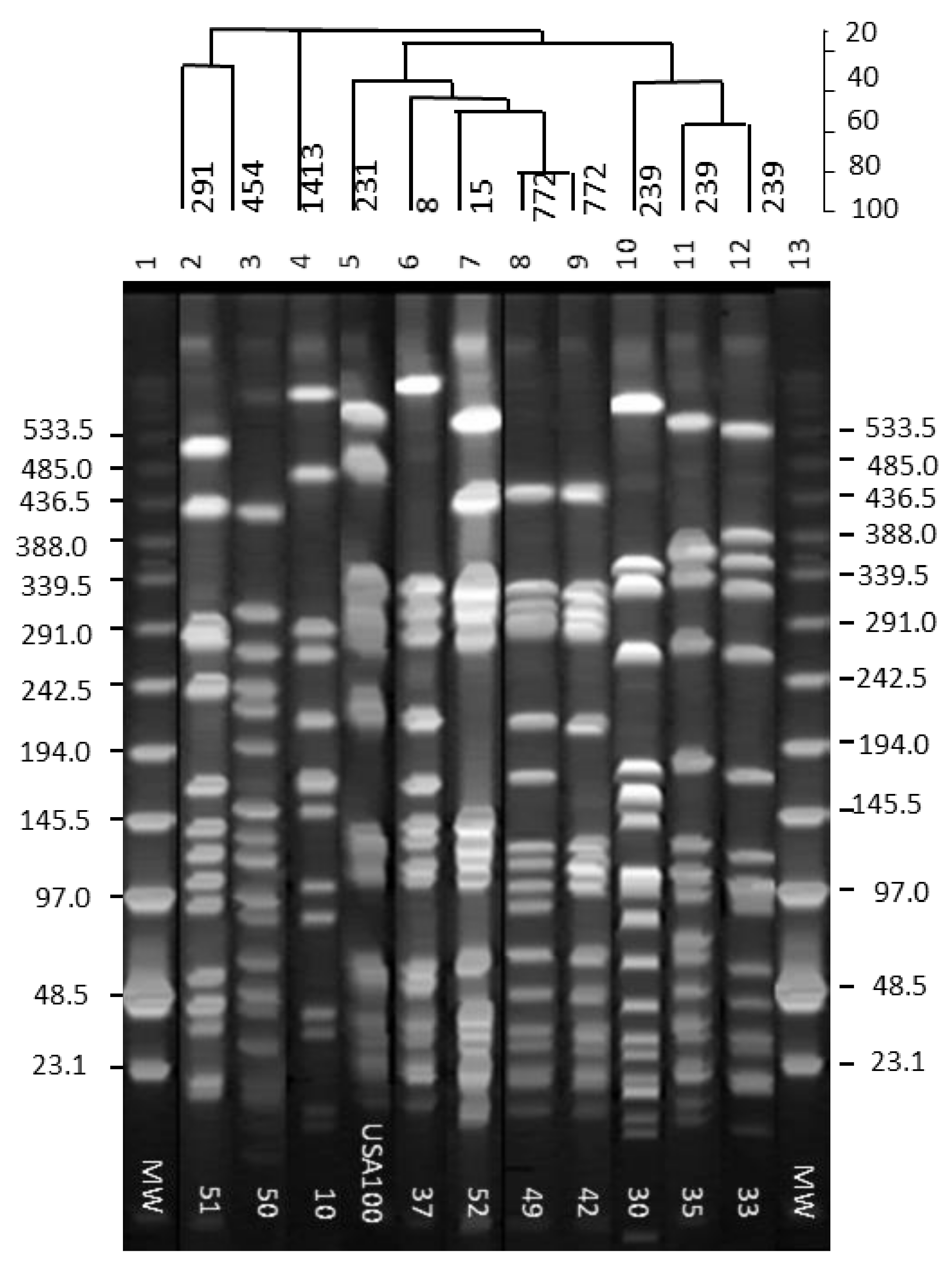 Pathogens 10 00918 g002