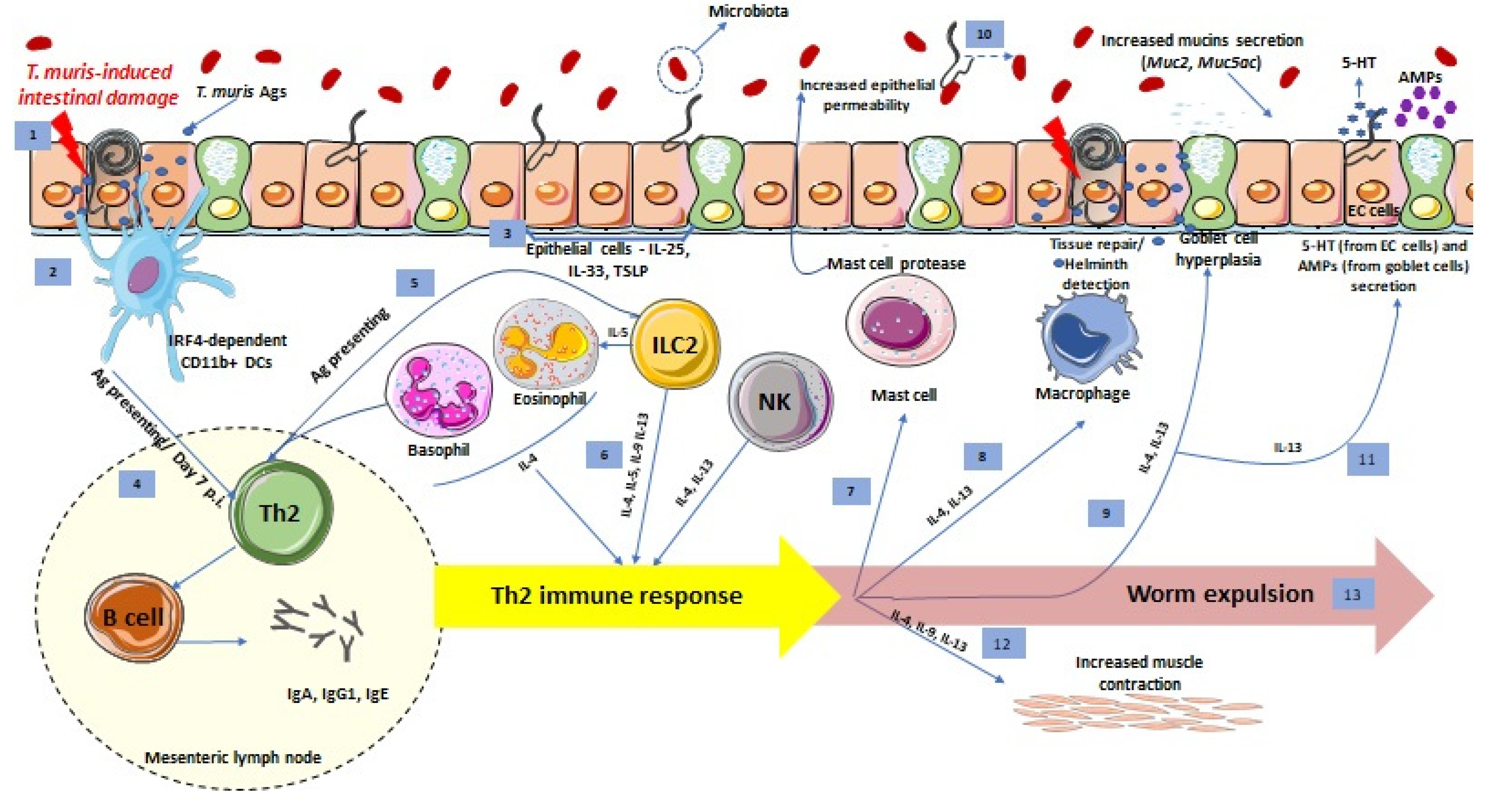 Helminth infection immune response
