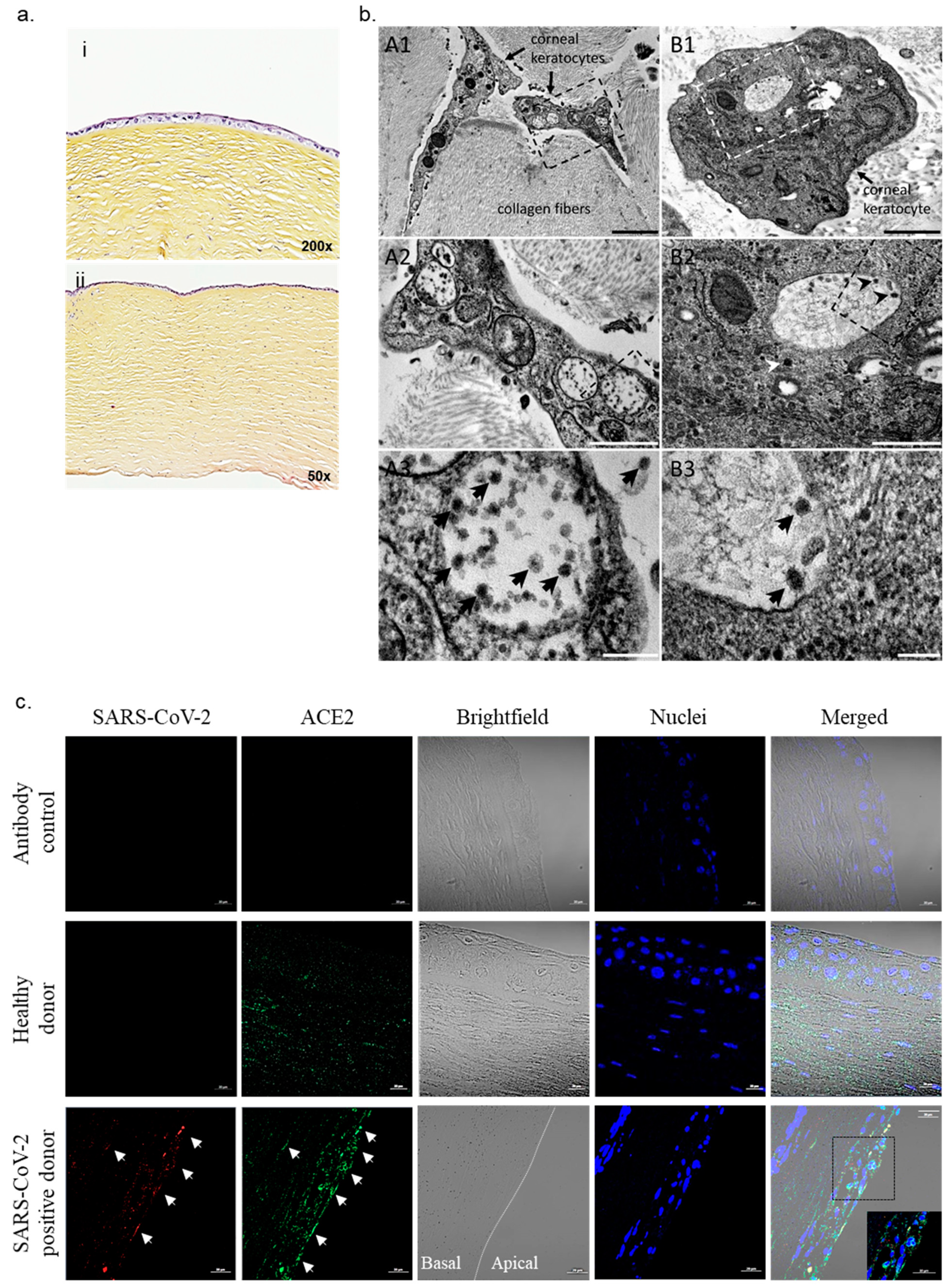 Pathogens 10 00934 g001