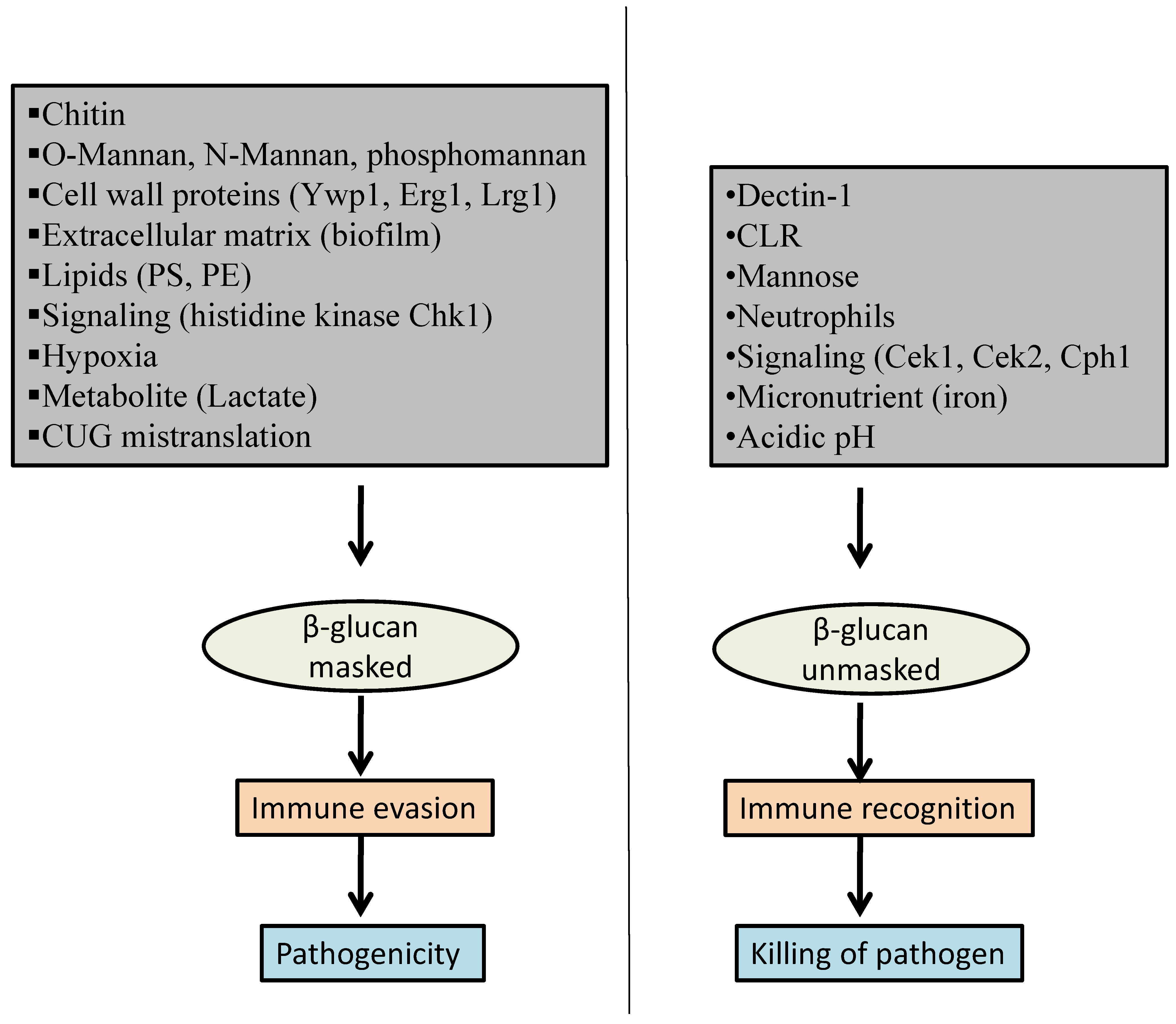 Pathogens 10 00942 g001 Pathogens 10 00942 g001
