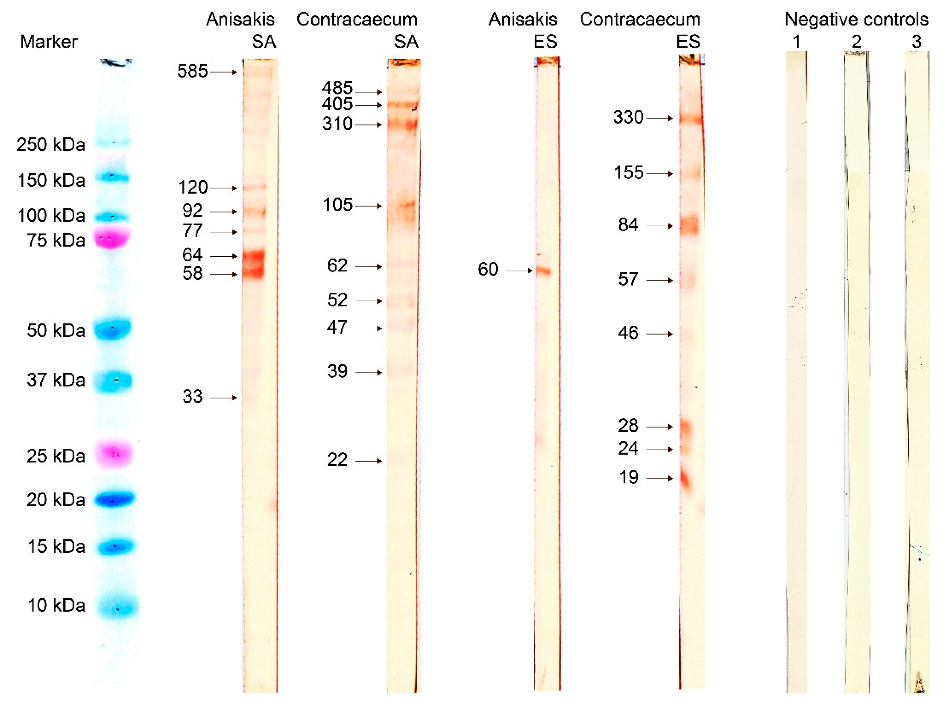 Pathogens 10 00950 g002 Pathogens 10 00950 g002