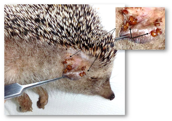 hedgehog development kit