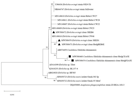 Pathogens Free Full Text Atelerix Algirus The North African Hedgehog Suitable Wild Host For Infected Ticks And Fleas And Reservoir Of Vector Borne Pathogens In Tunisia Html