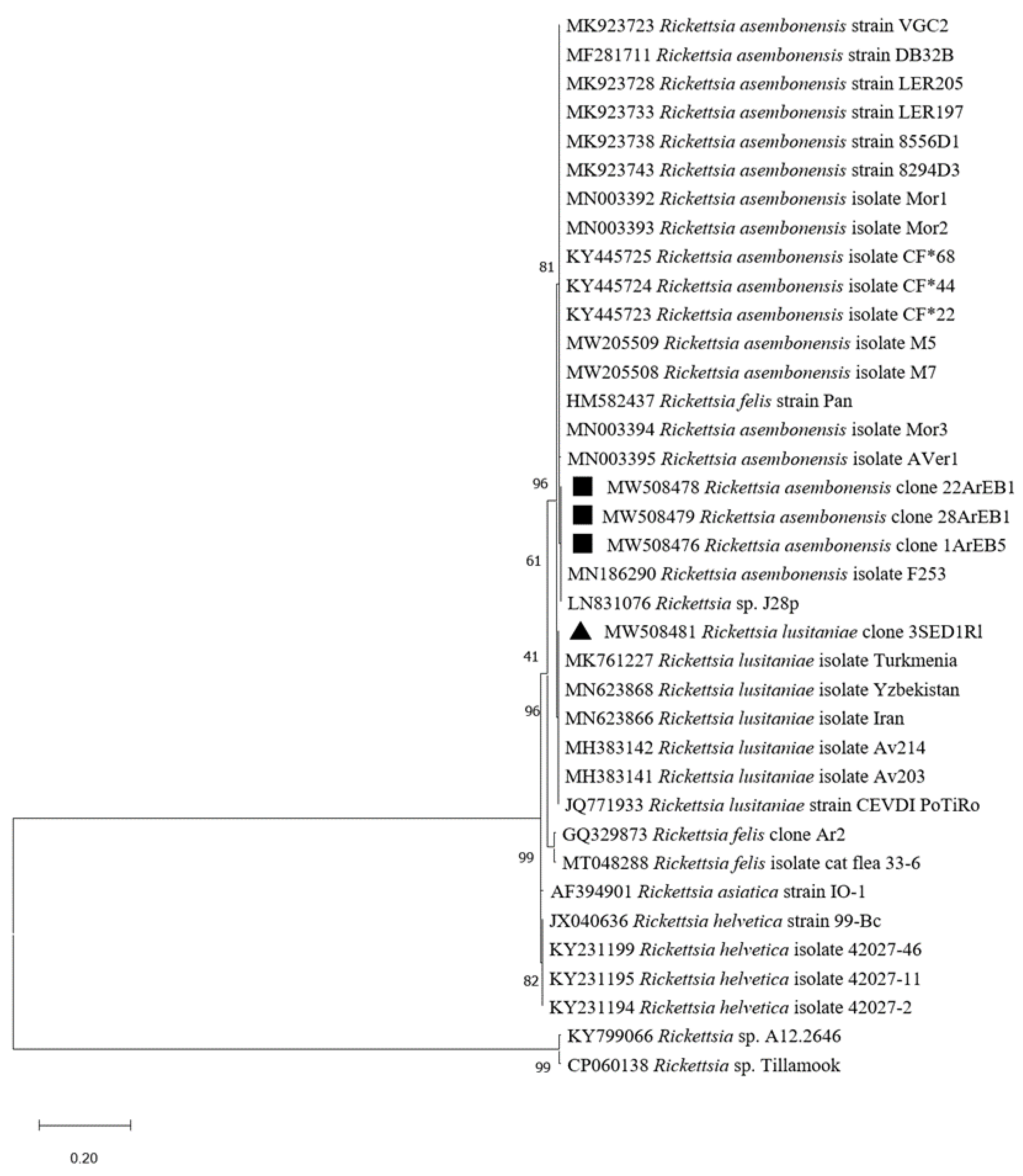 Pathogens 10 00953 g005 Pathogens 10 00953 g005