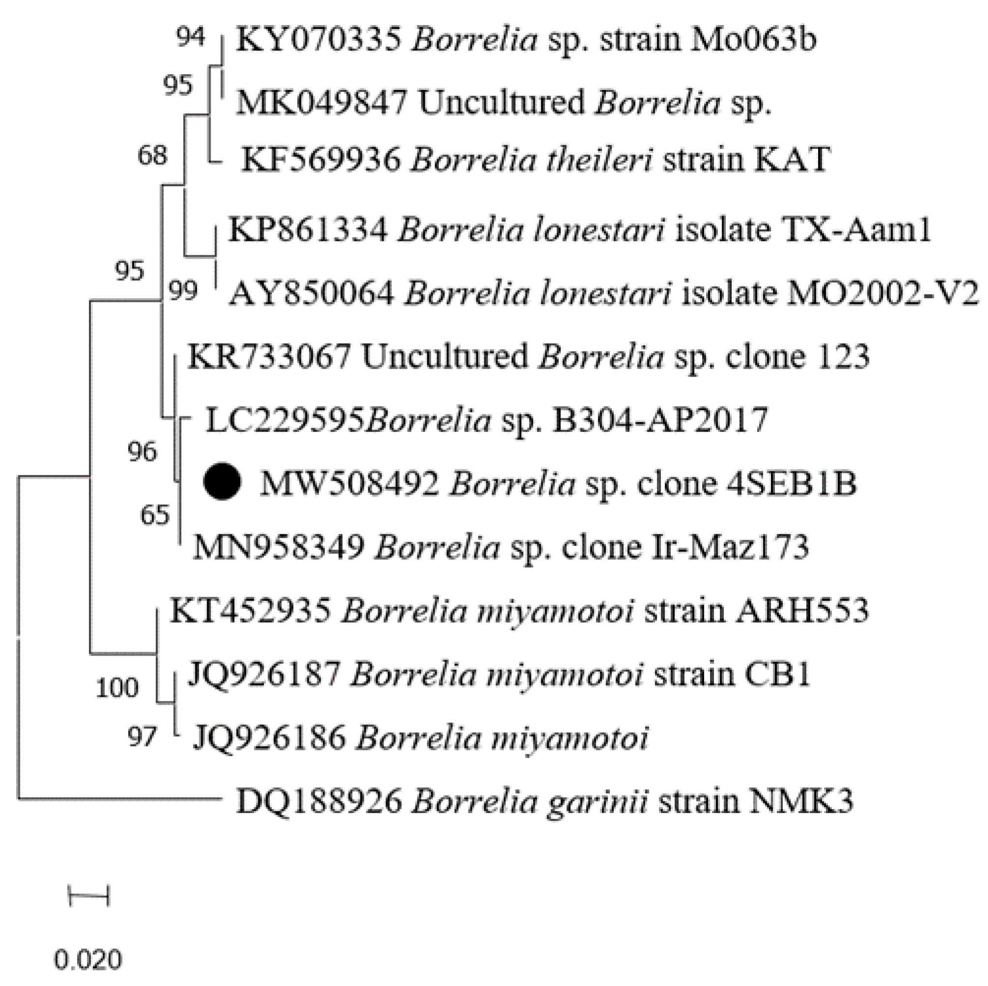 Pathogens Free Full Text Atelerix Algirus The North African Hedgehog Suitable Wild Host For Infected Ticks And Fleas And Reservoir Of Vector Borne Pathogens In Tunisia Html