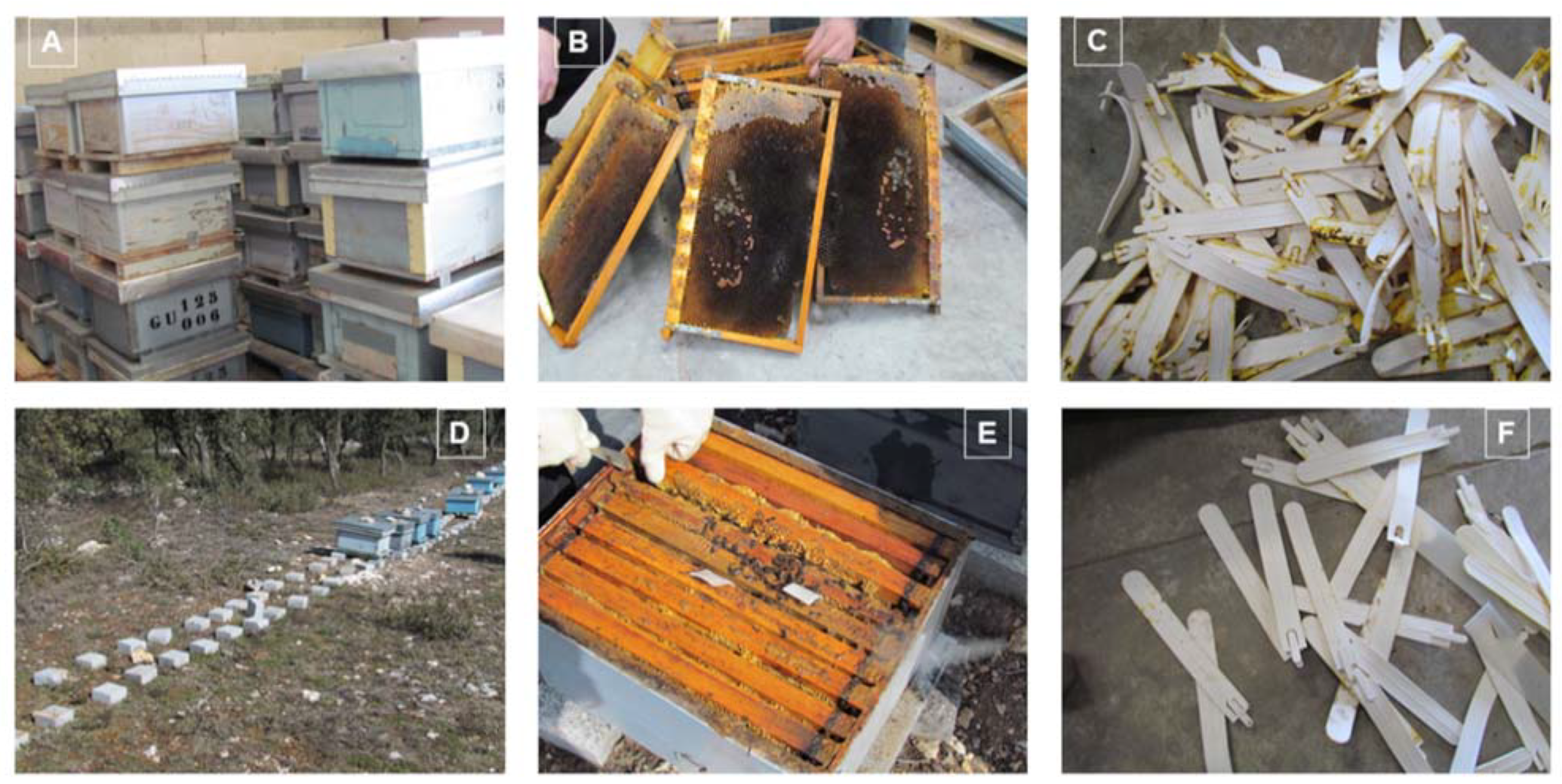 Pathogens 10 00955 g001