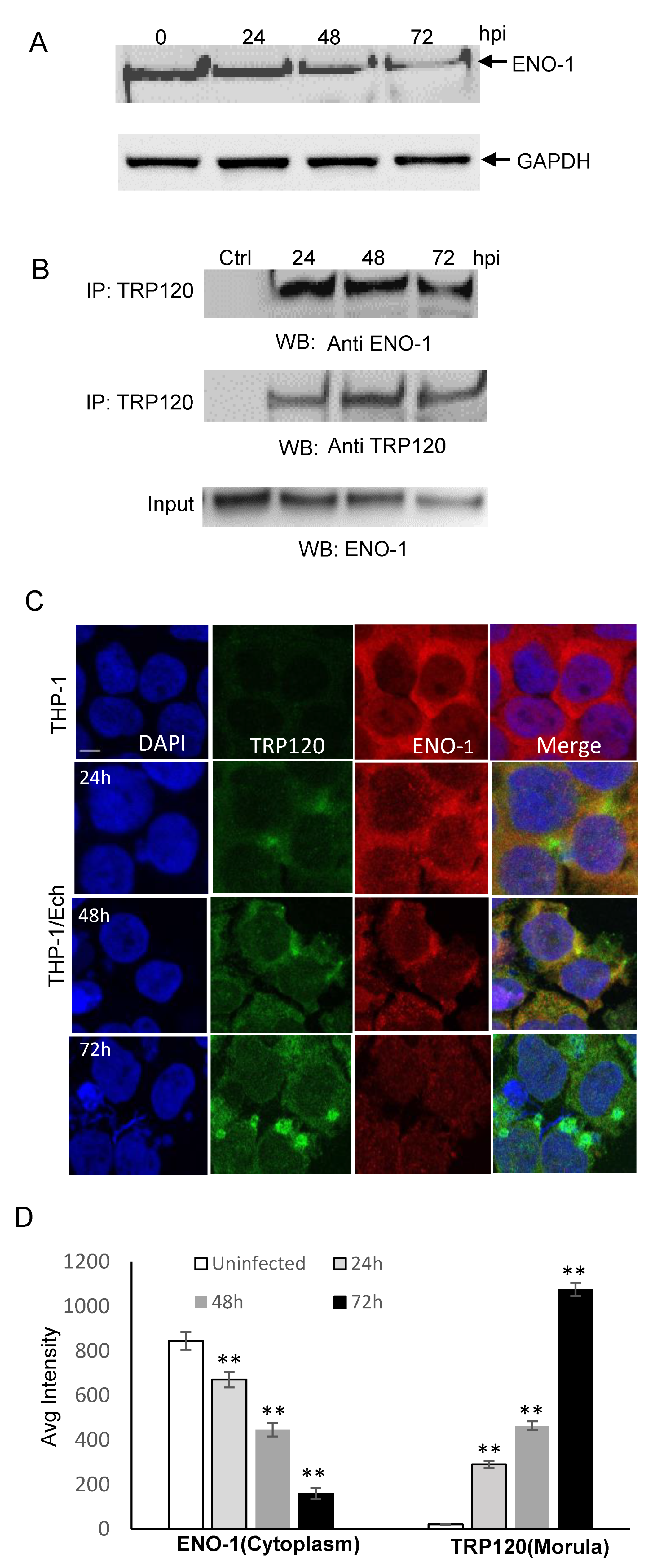 Pathogens 10 00962 g001