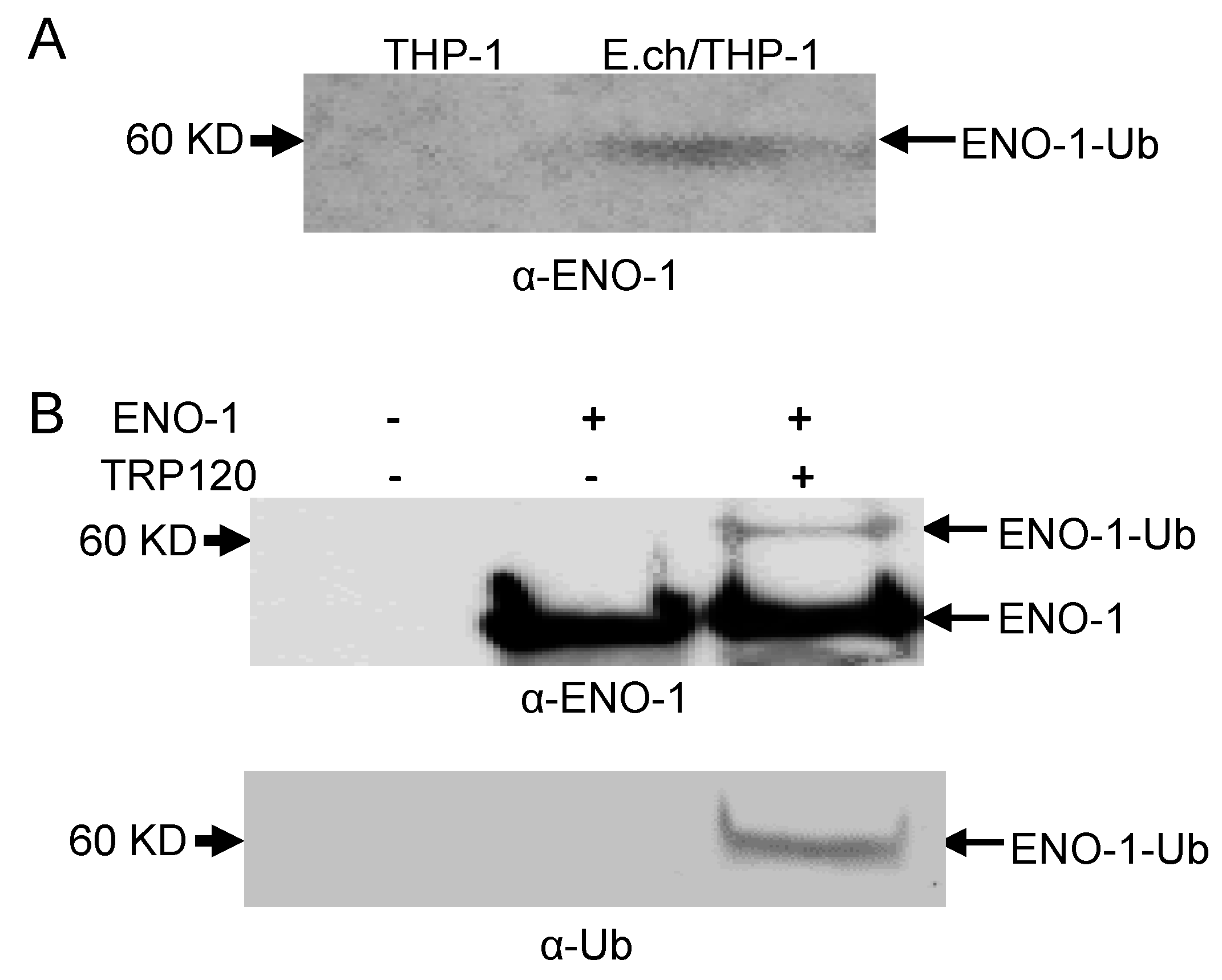 Pathogens 10 00962 g002