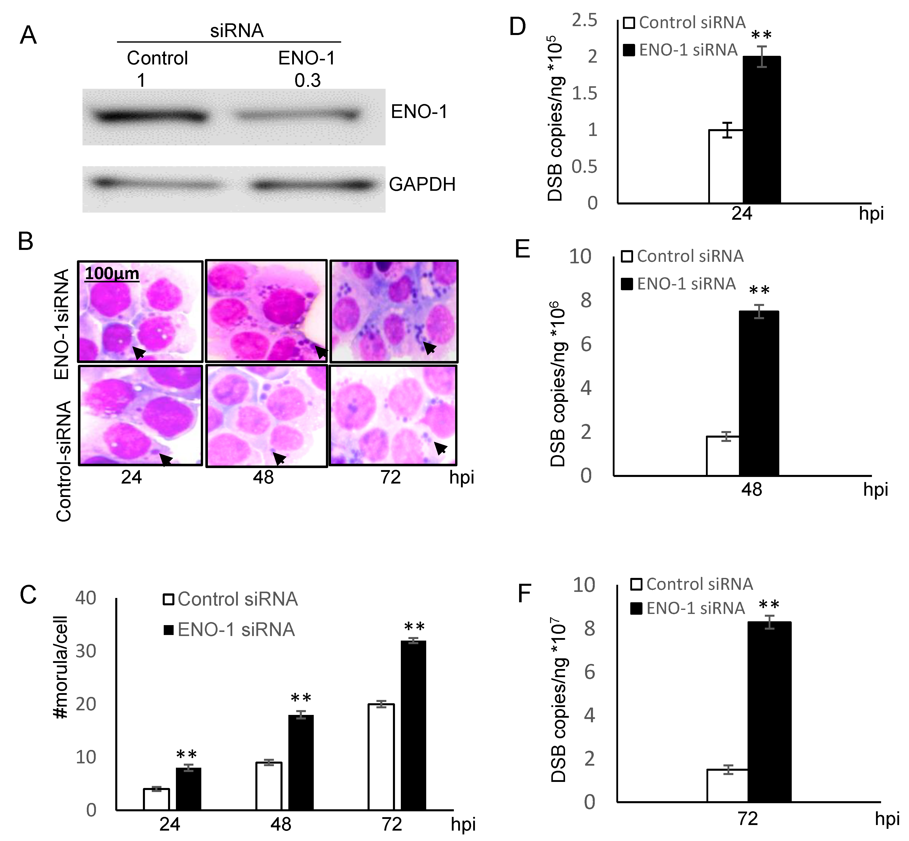 Pathogens 10 00962 g004