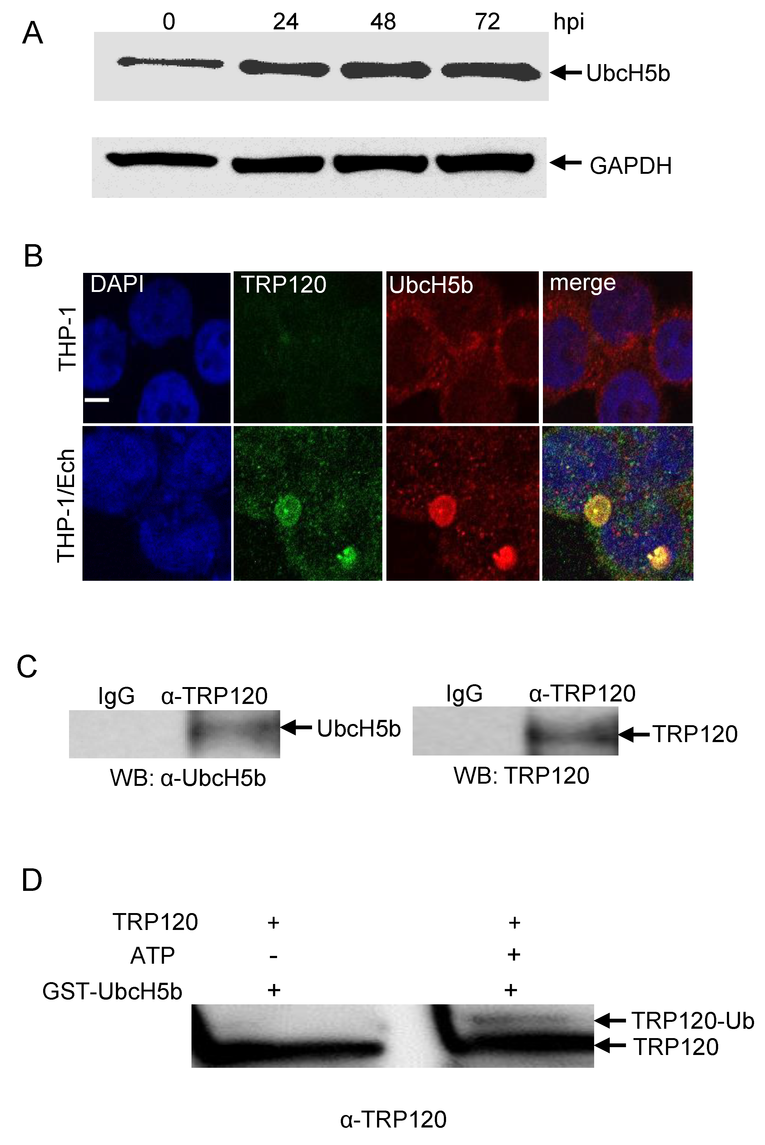 Pathogens 10 00962 g007