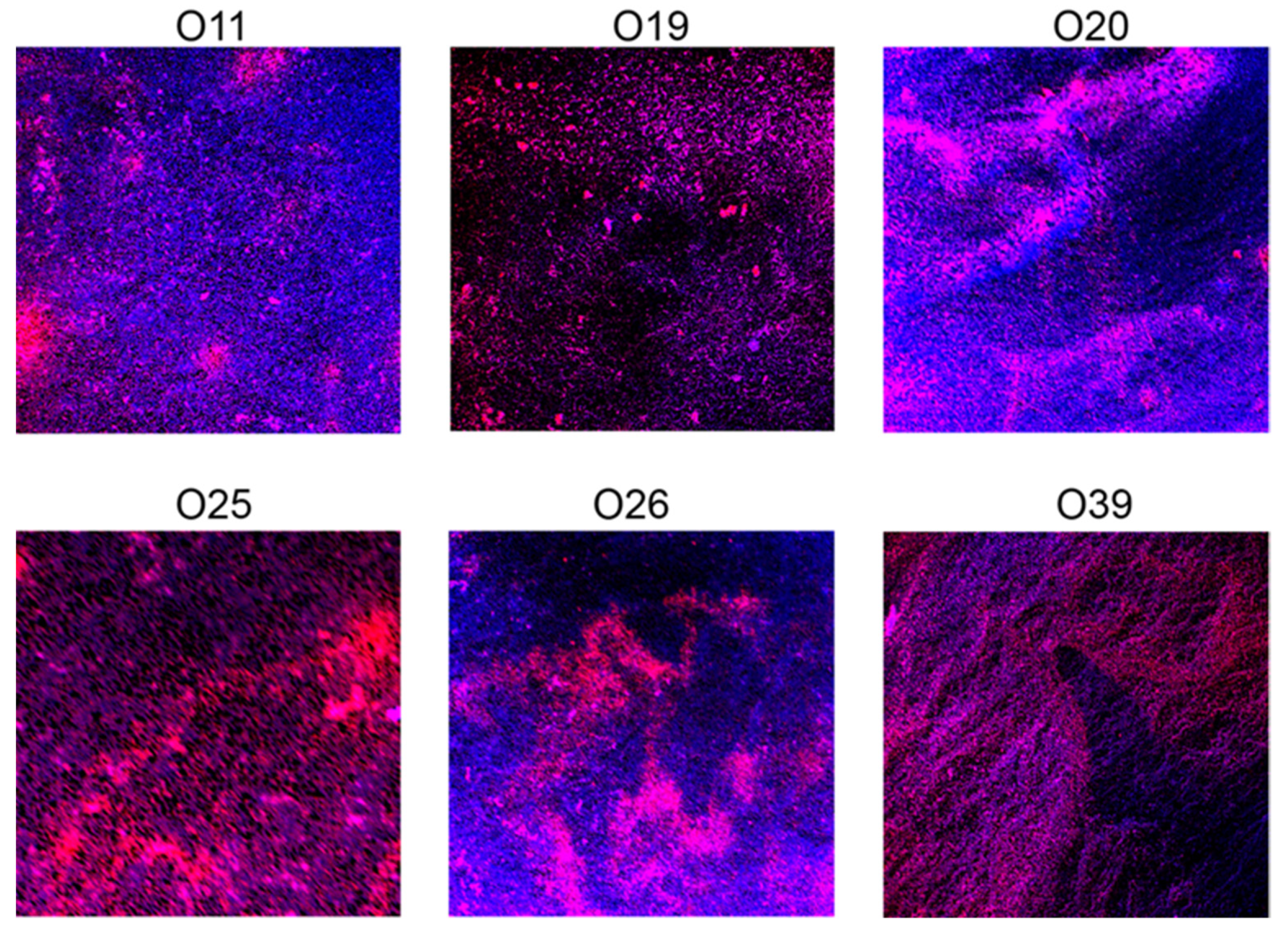 Pathogens 10 00970 g002b