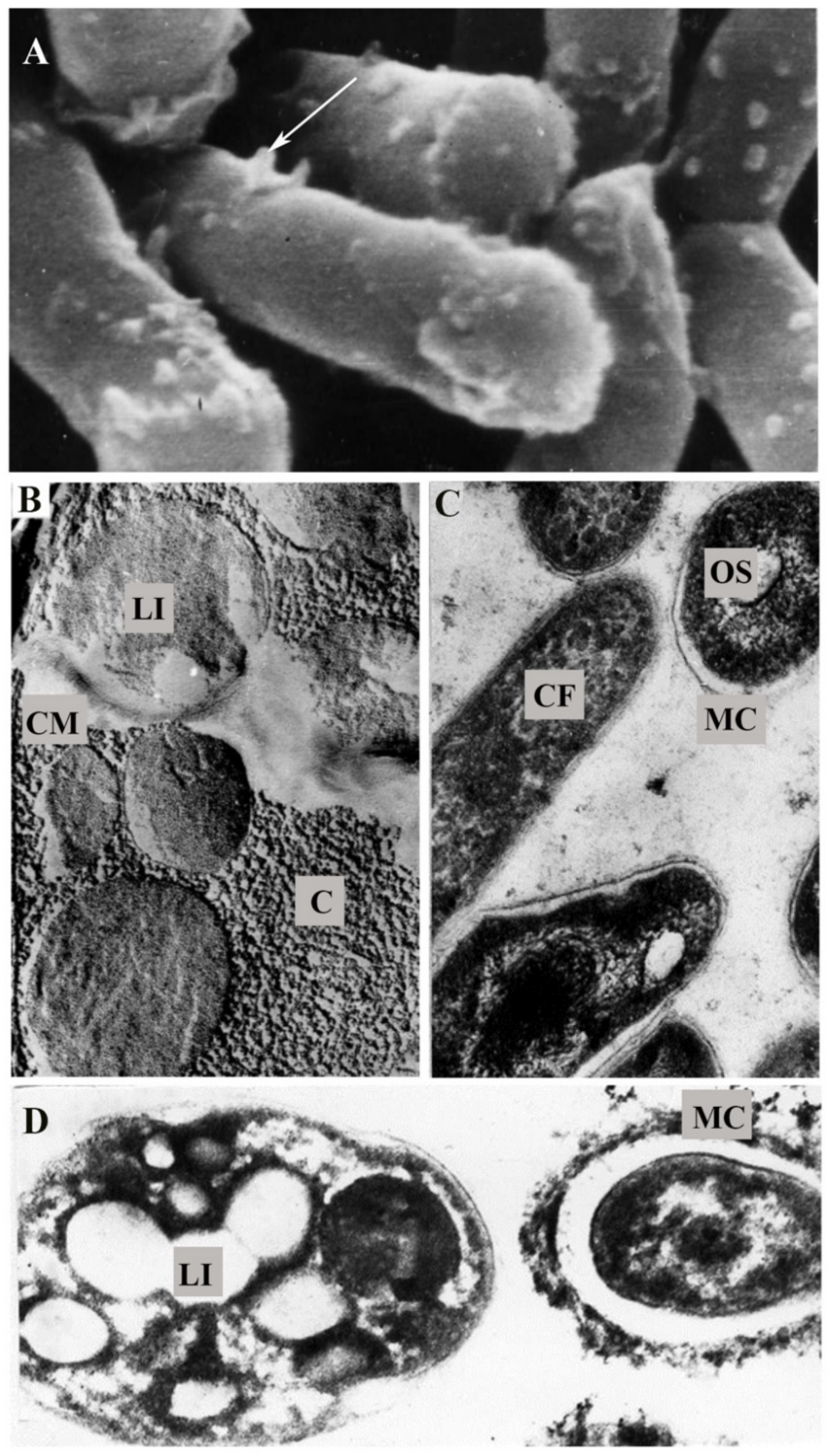 Pathogens 10 00974 g003 Pathogens 10 00974 g003