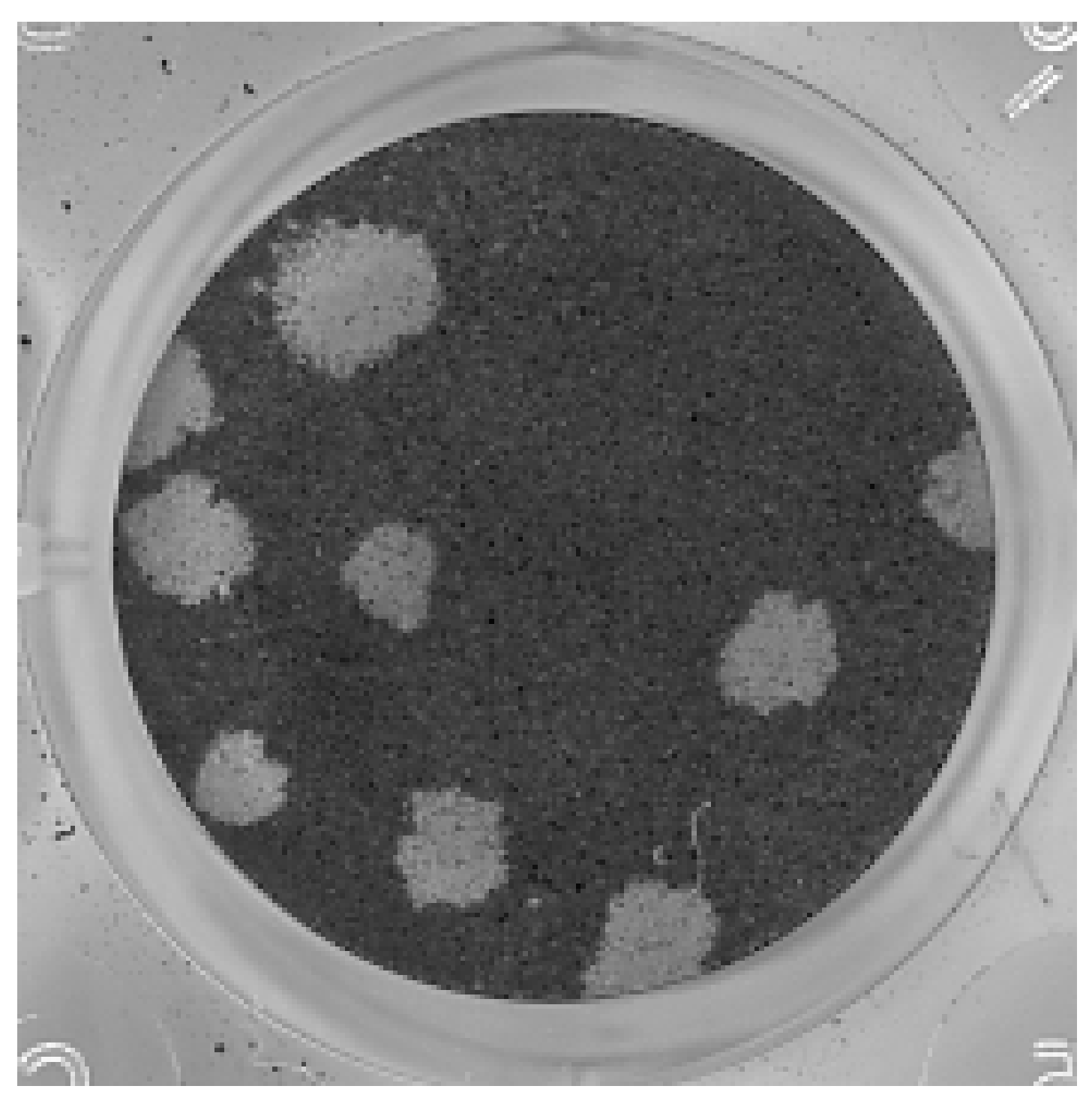 Pathogens 10 00983 g002 Pathogens 10 00983 g002