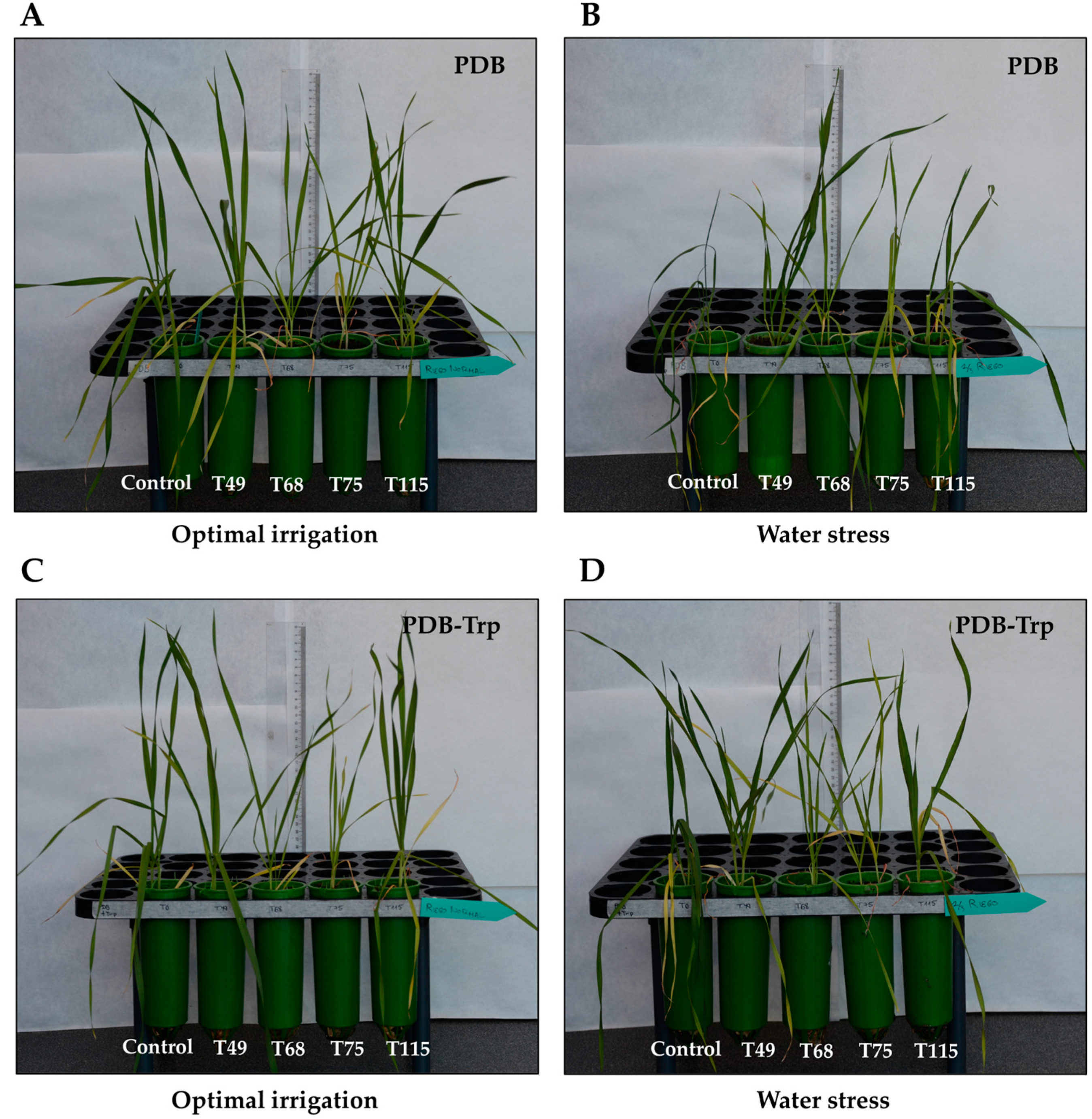 Pathogens 10 00991 g002